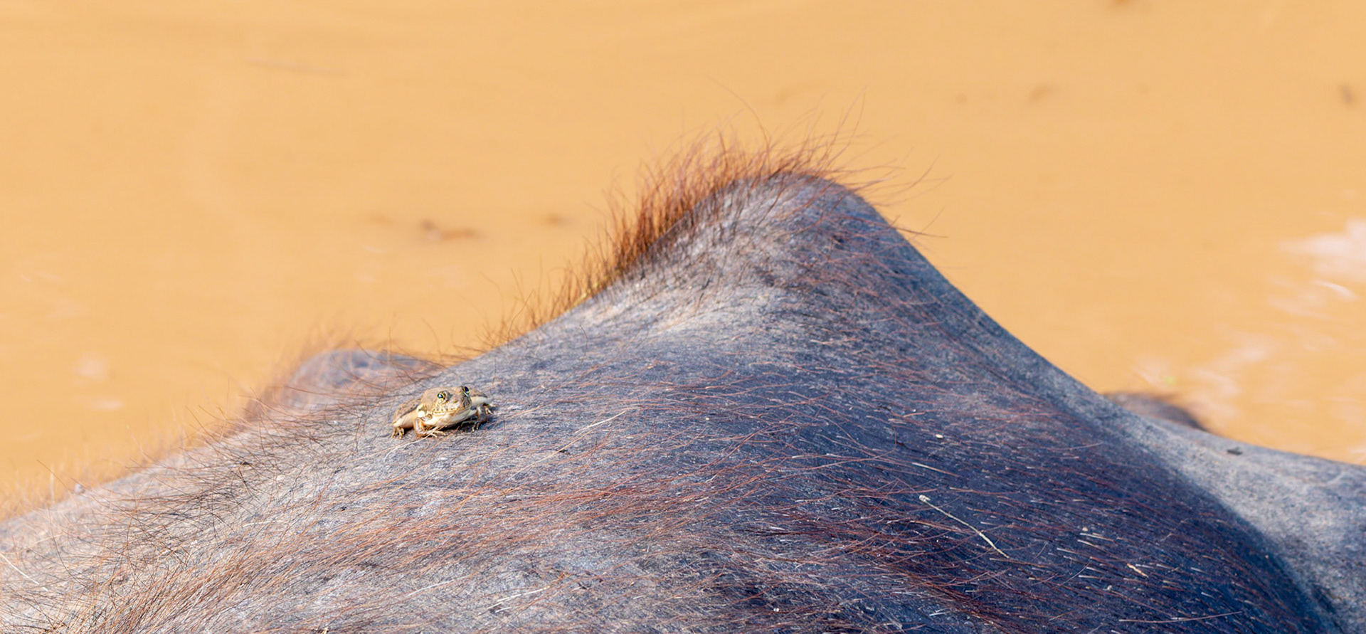 Frog on the back of a Water Buffalo