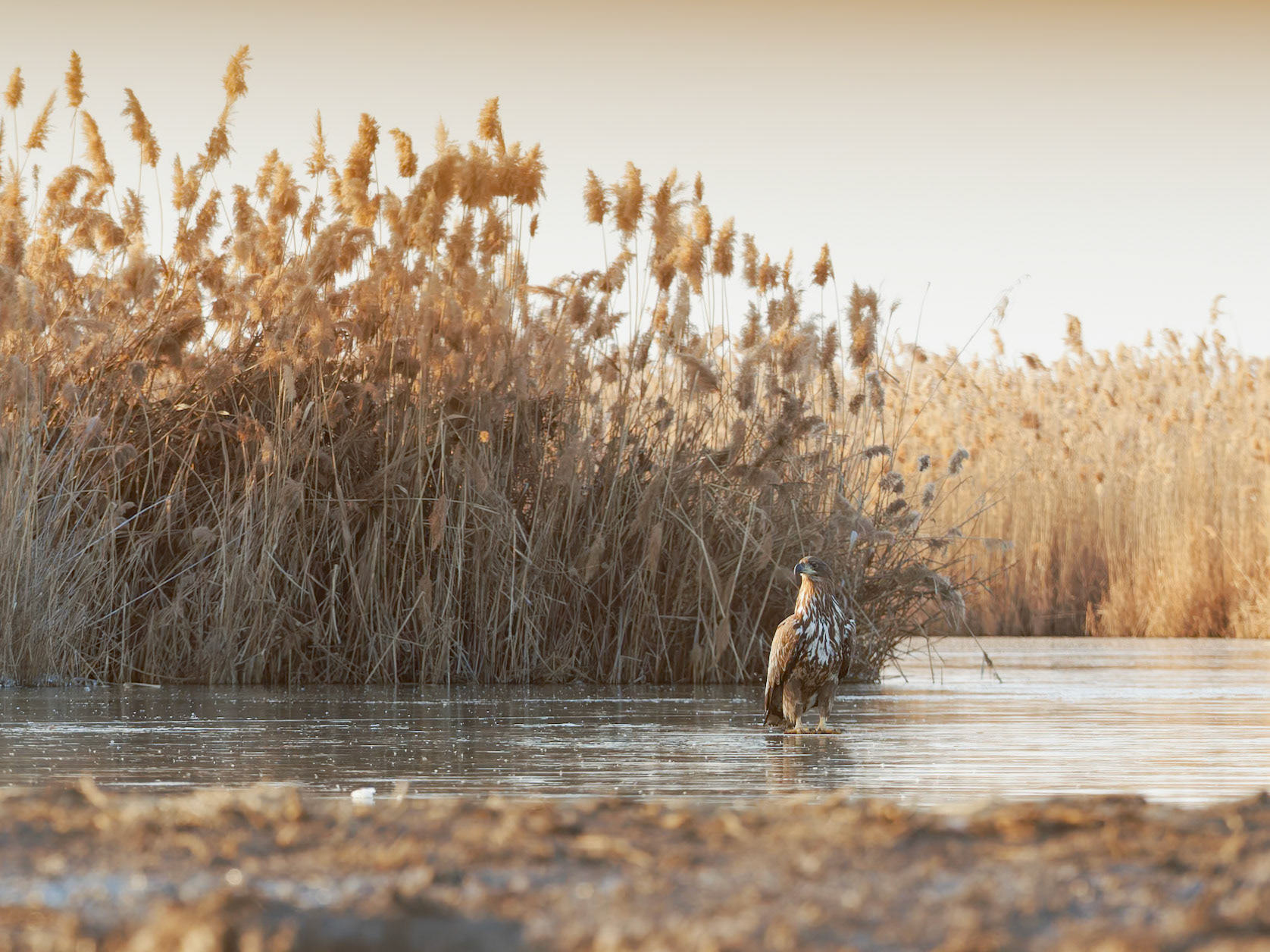 White Tailed Eagle on frozen river
