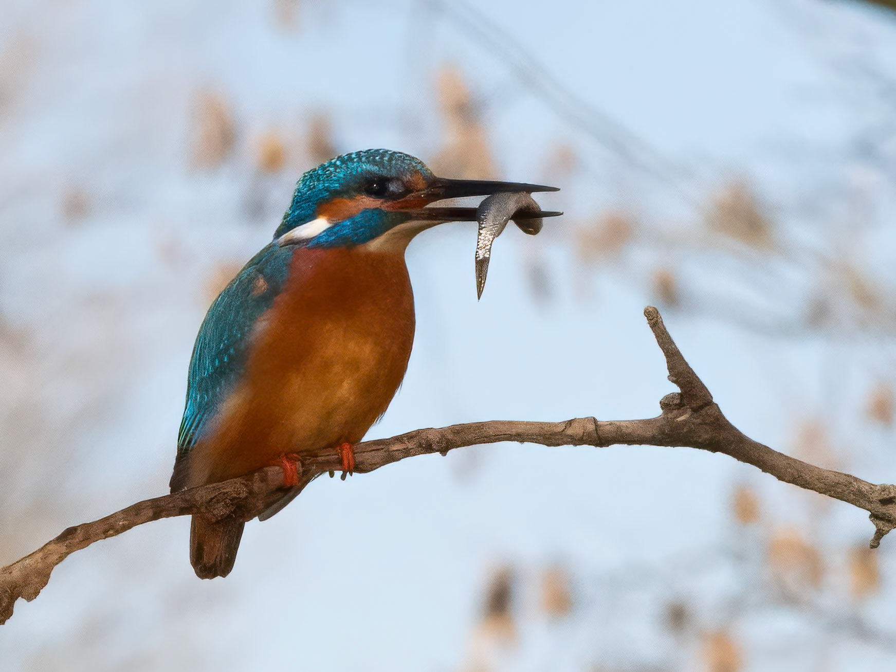 Common kingfisher
