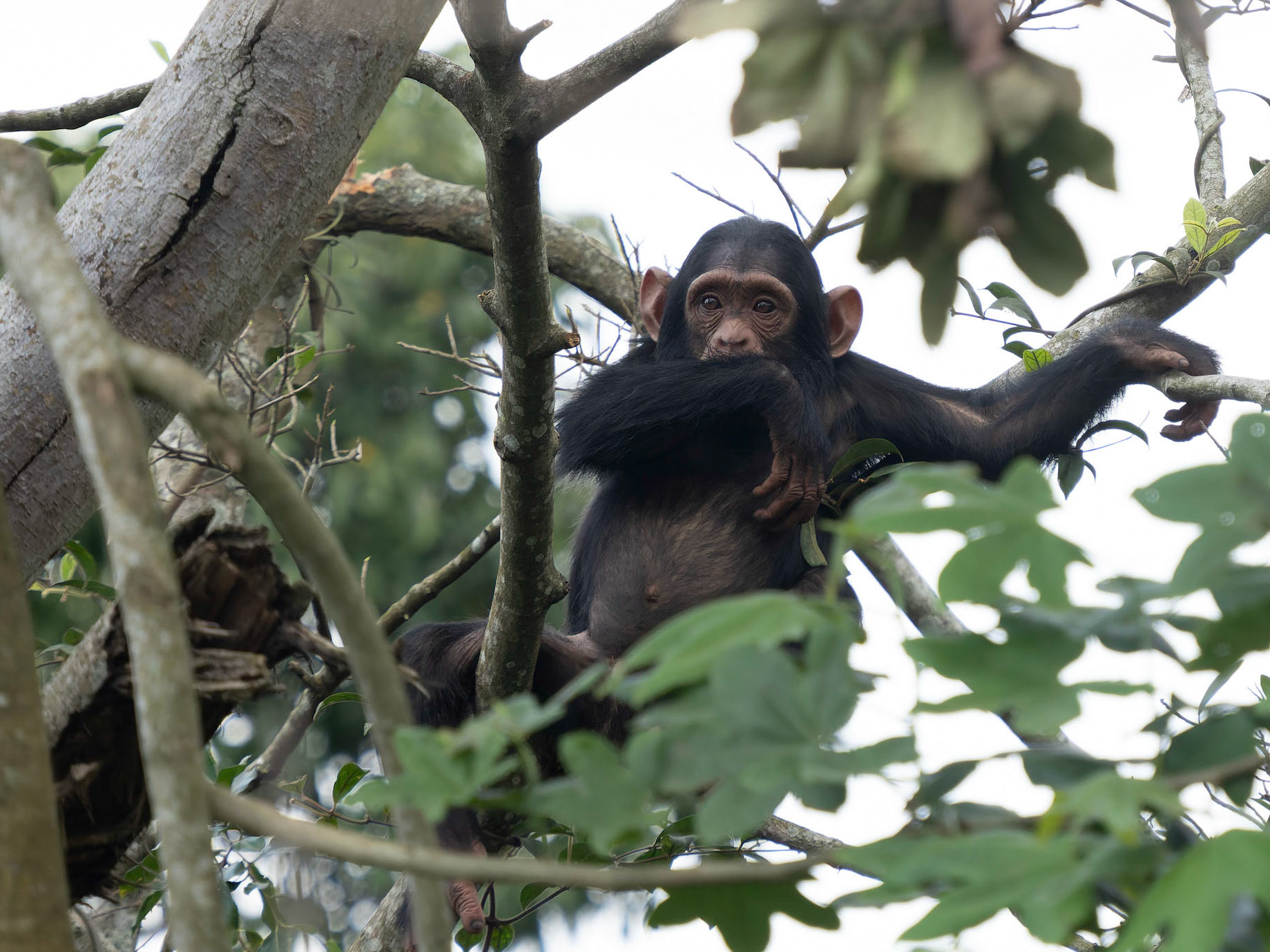 Young Wild Chimpanzee