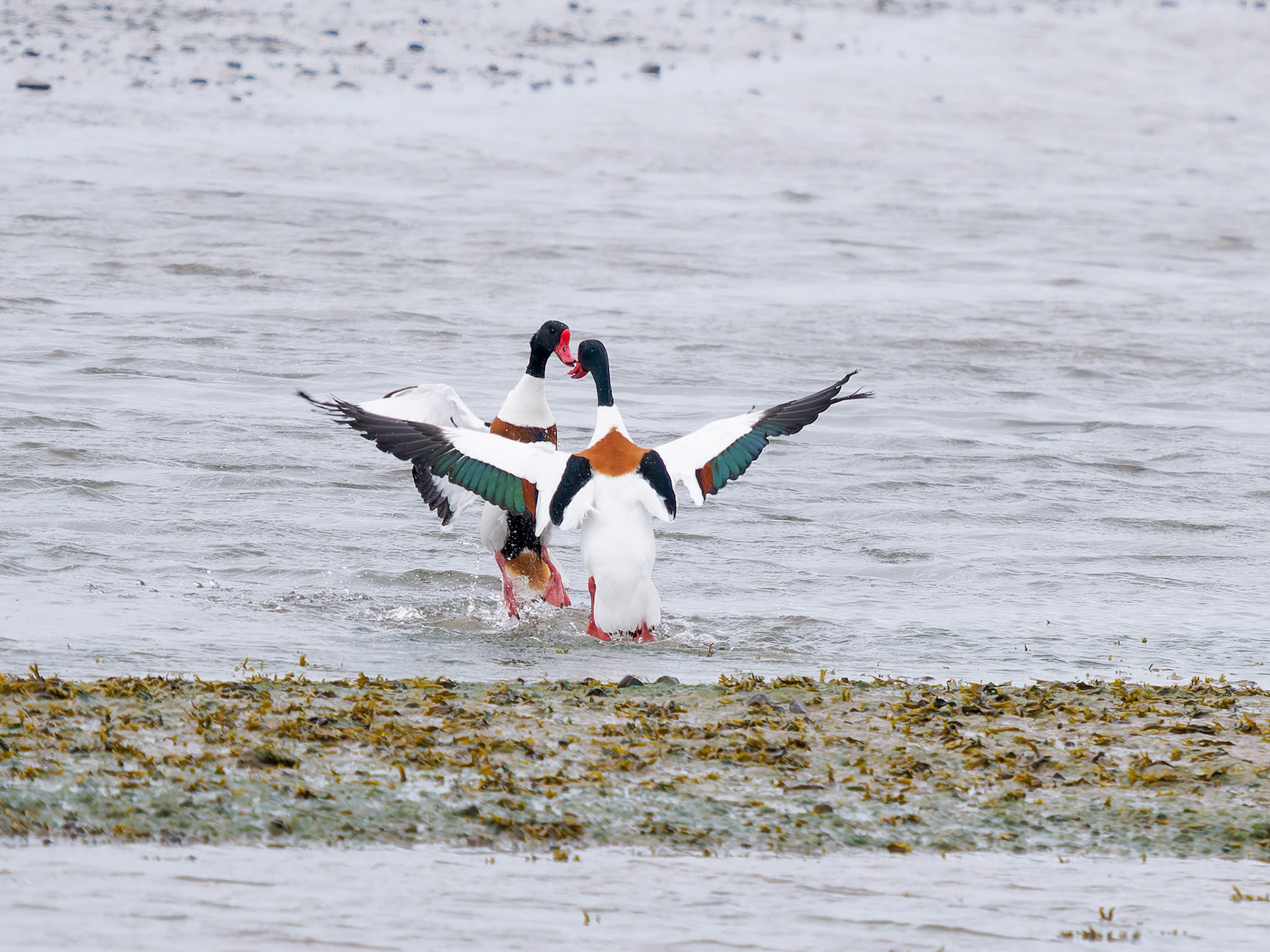 Male Shellduck dispute