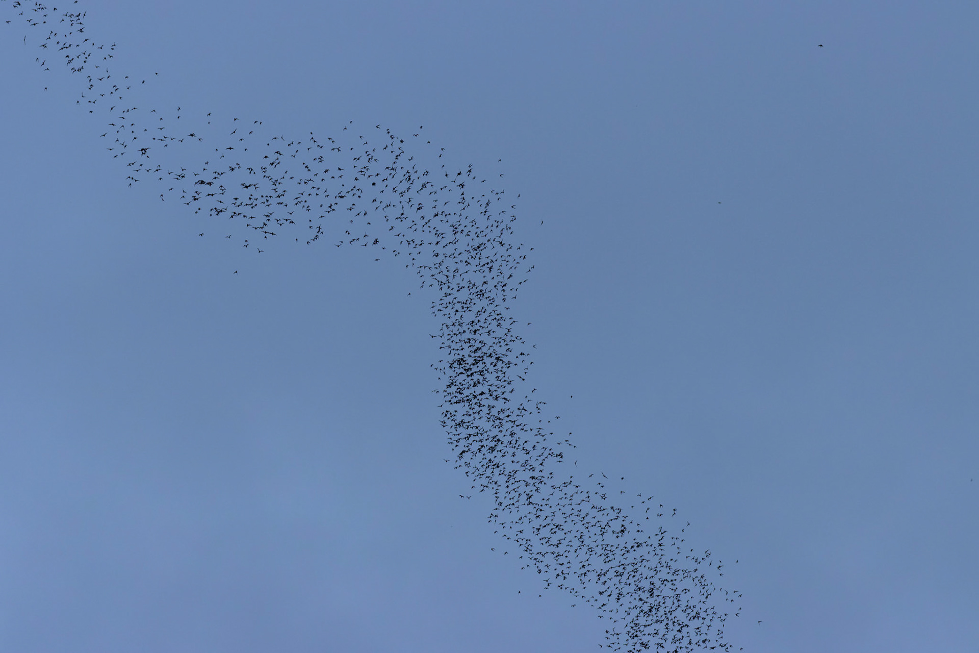 Wrinkle-lipped Free-tailed Bats leaving Deer Cave in their thousands