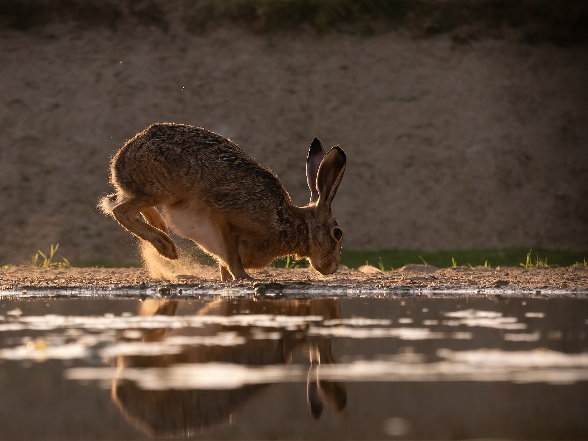 European Hare