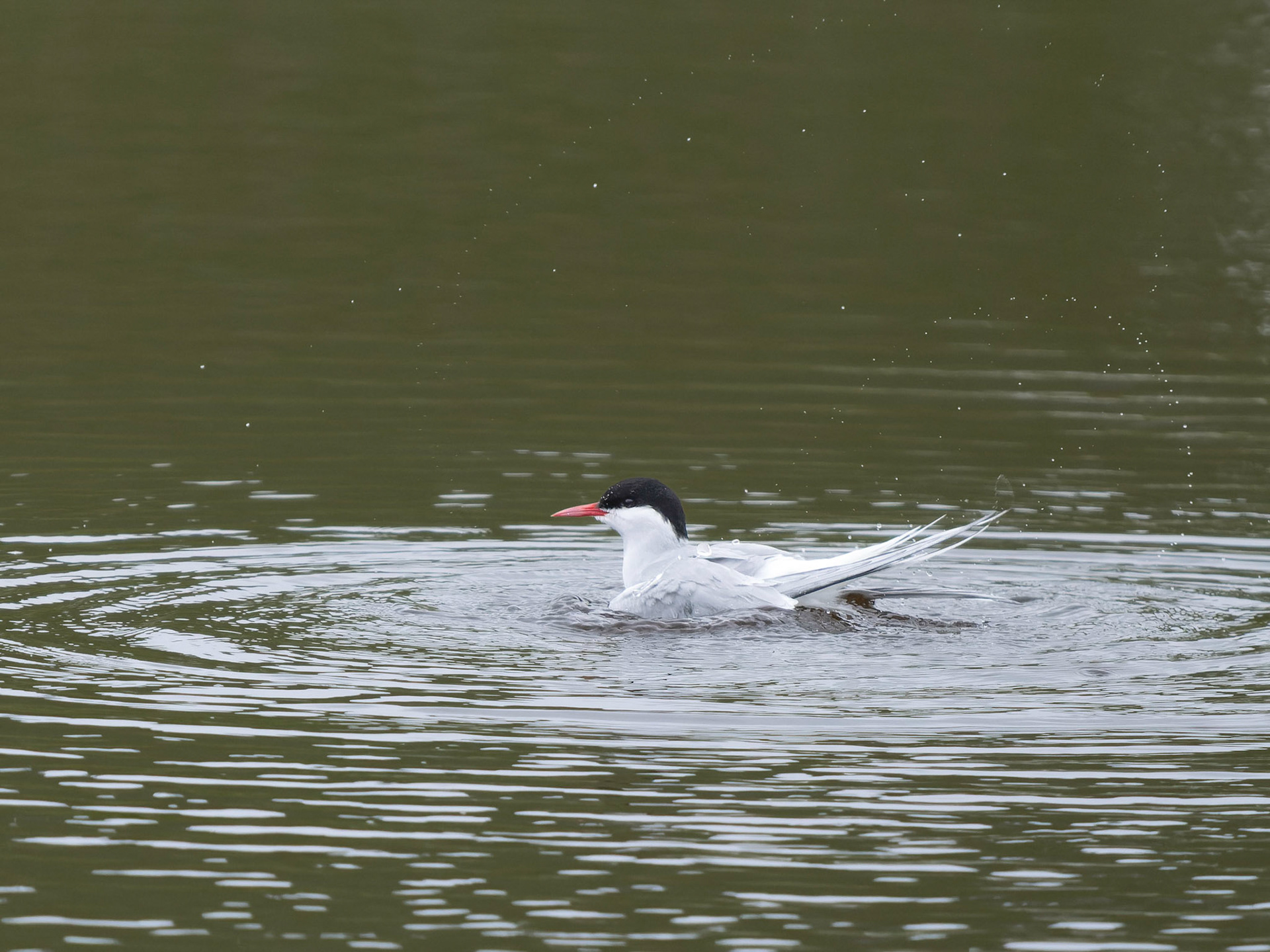 Arctic Tern