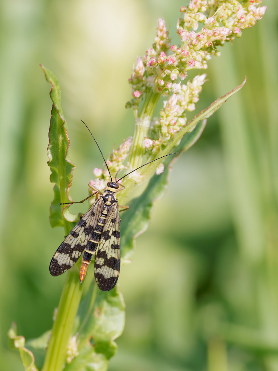 Scorpion Fly