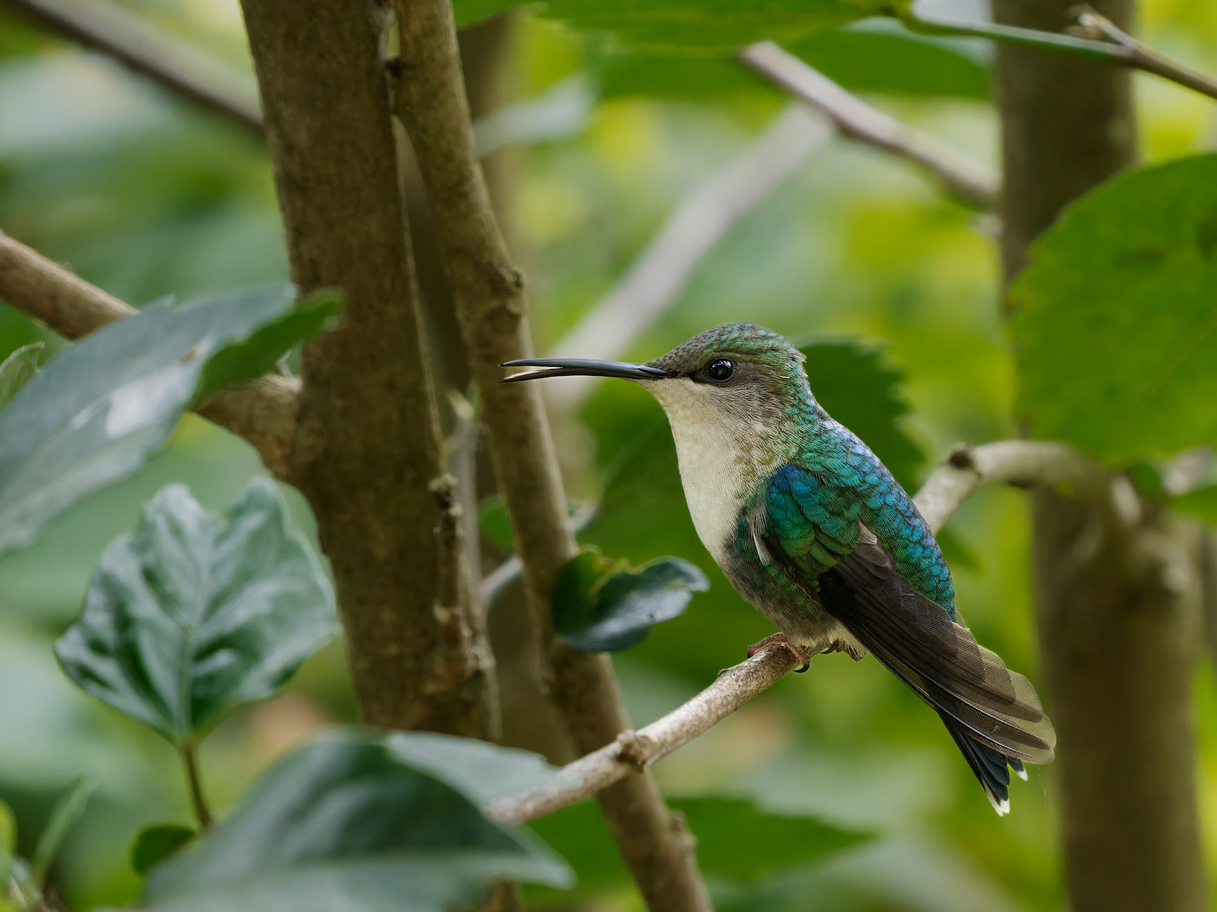 Crowned Woodnymph Hummingbird
