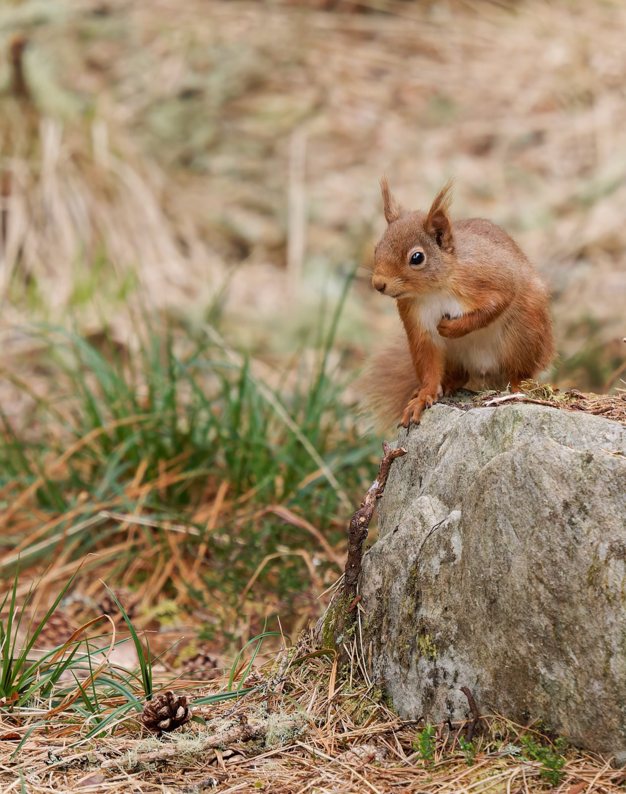 red Squirrel