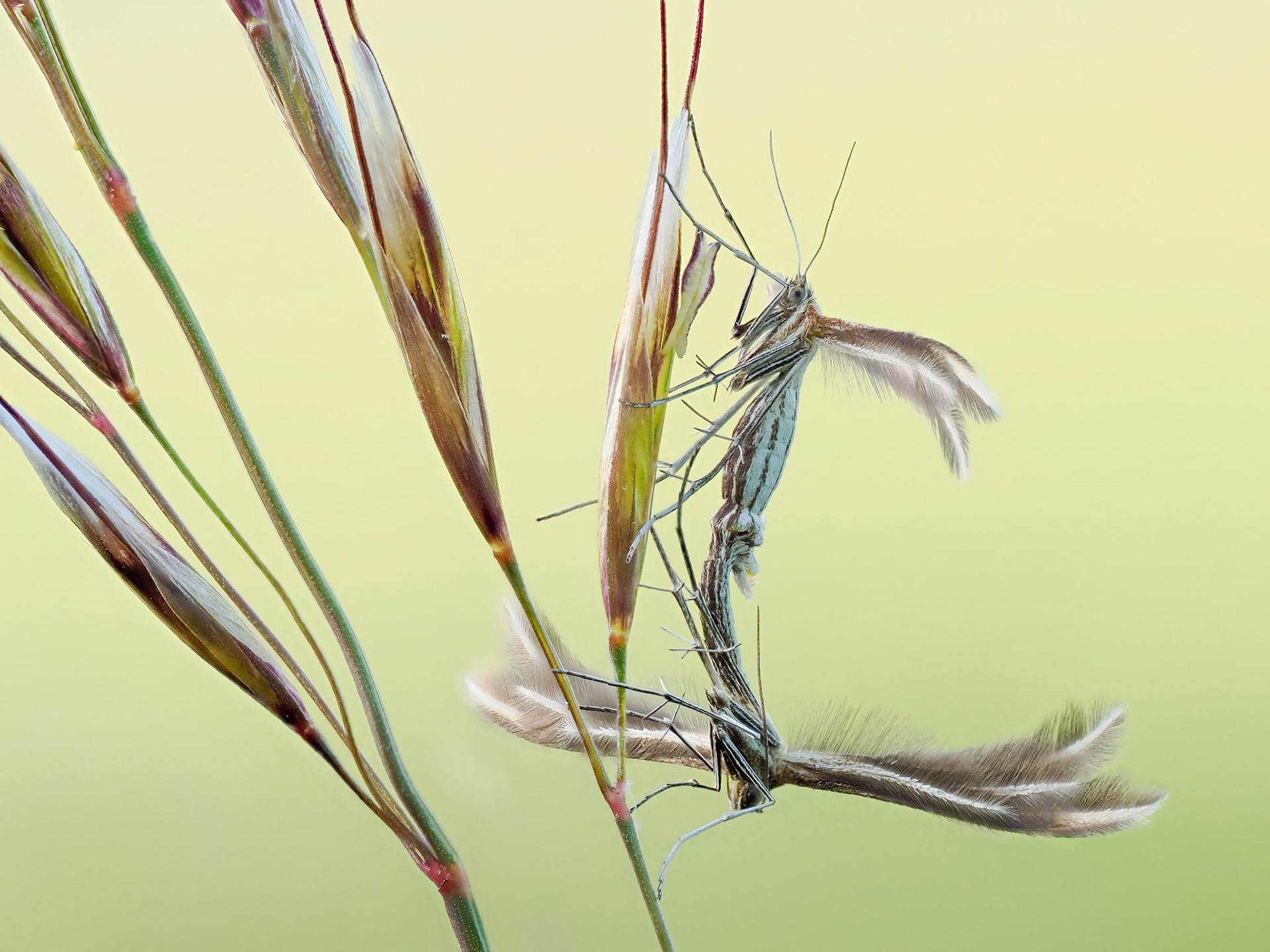 Mating Plume Moths