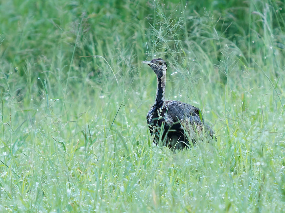 Black-bellied Bustard