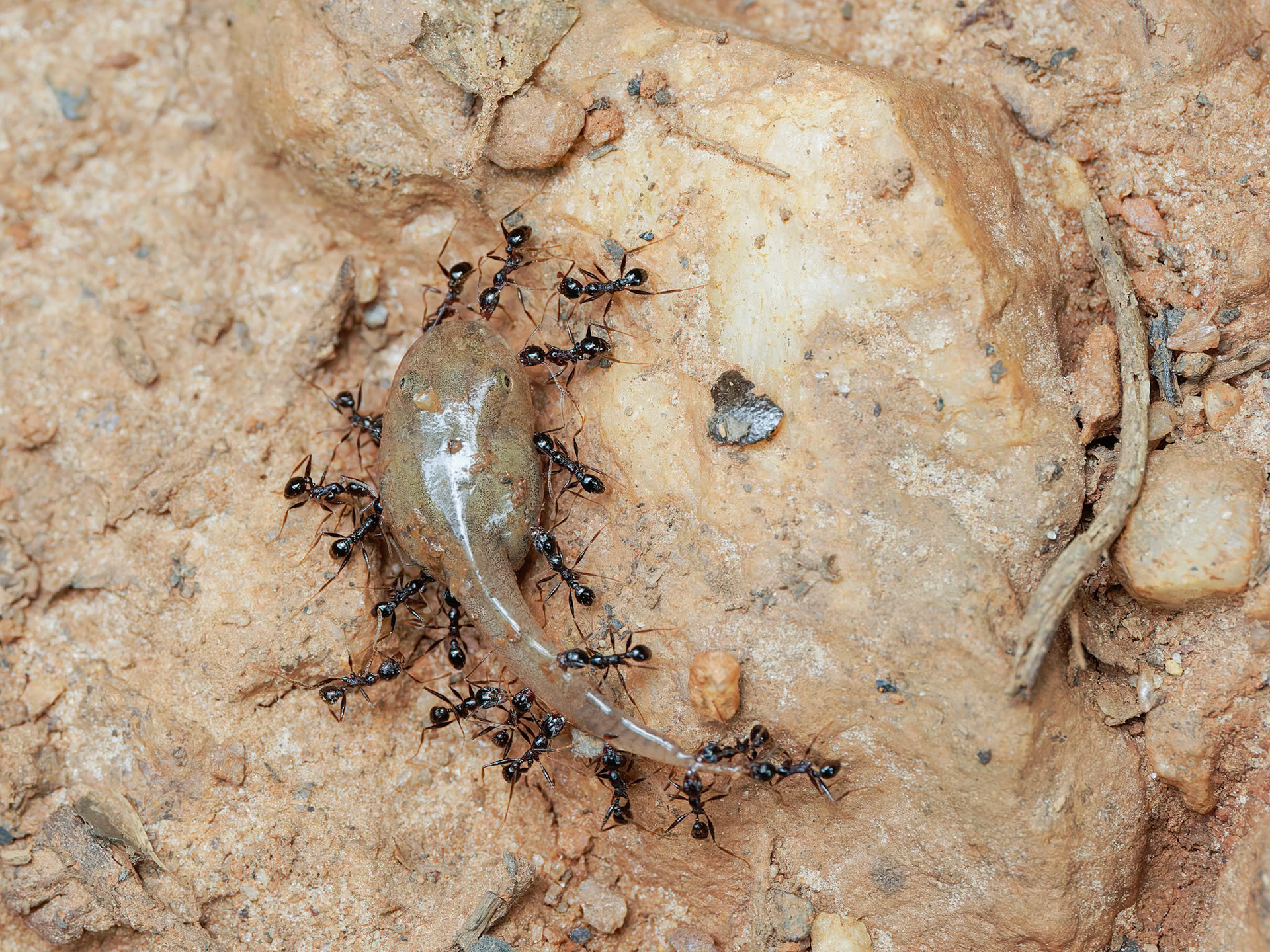 Tadpole being moved by Ants