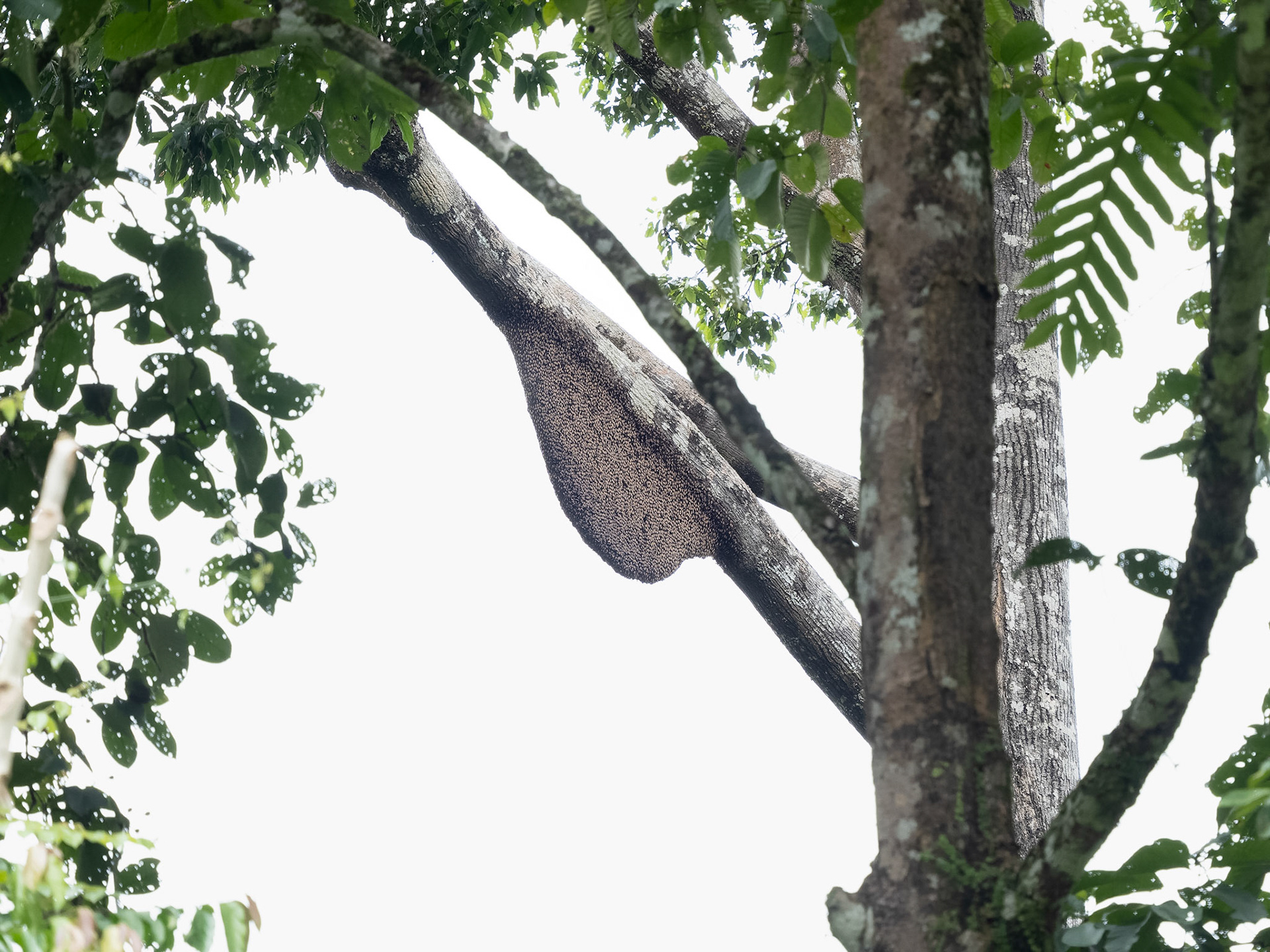 Nest of Giant Honey Bees