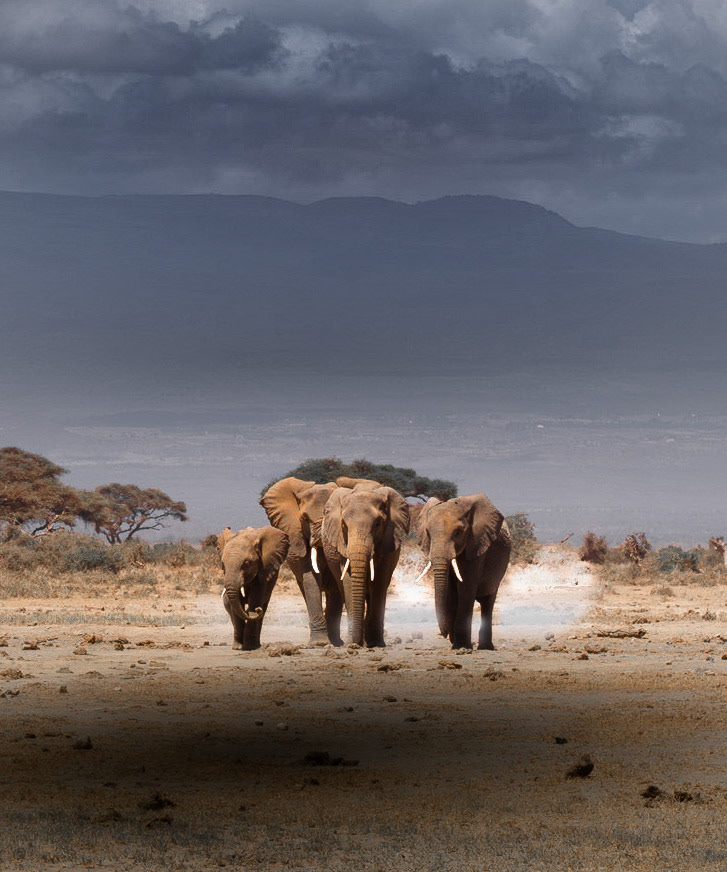 Approaching Elephants
