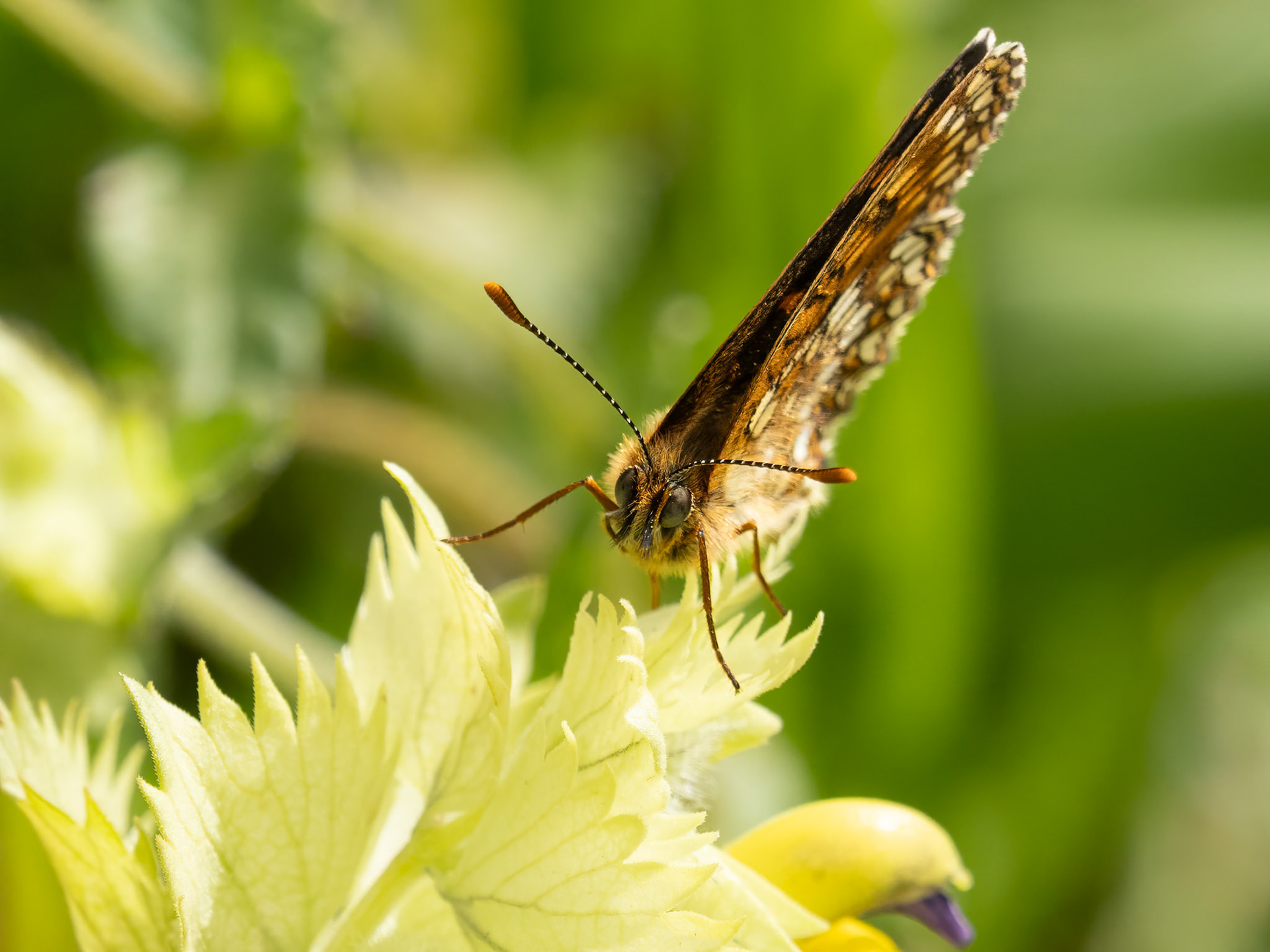 Fritillary on Yellow Rattle