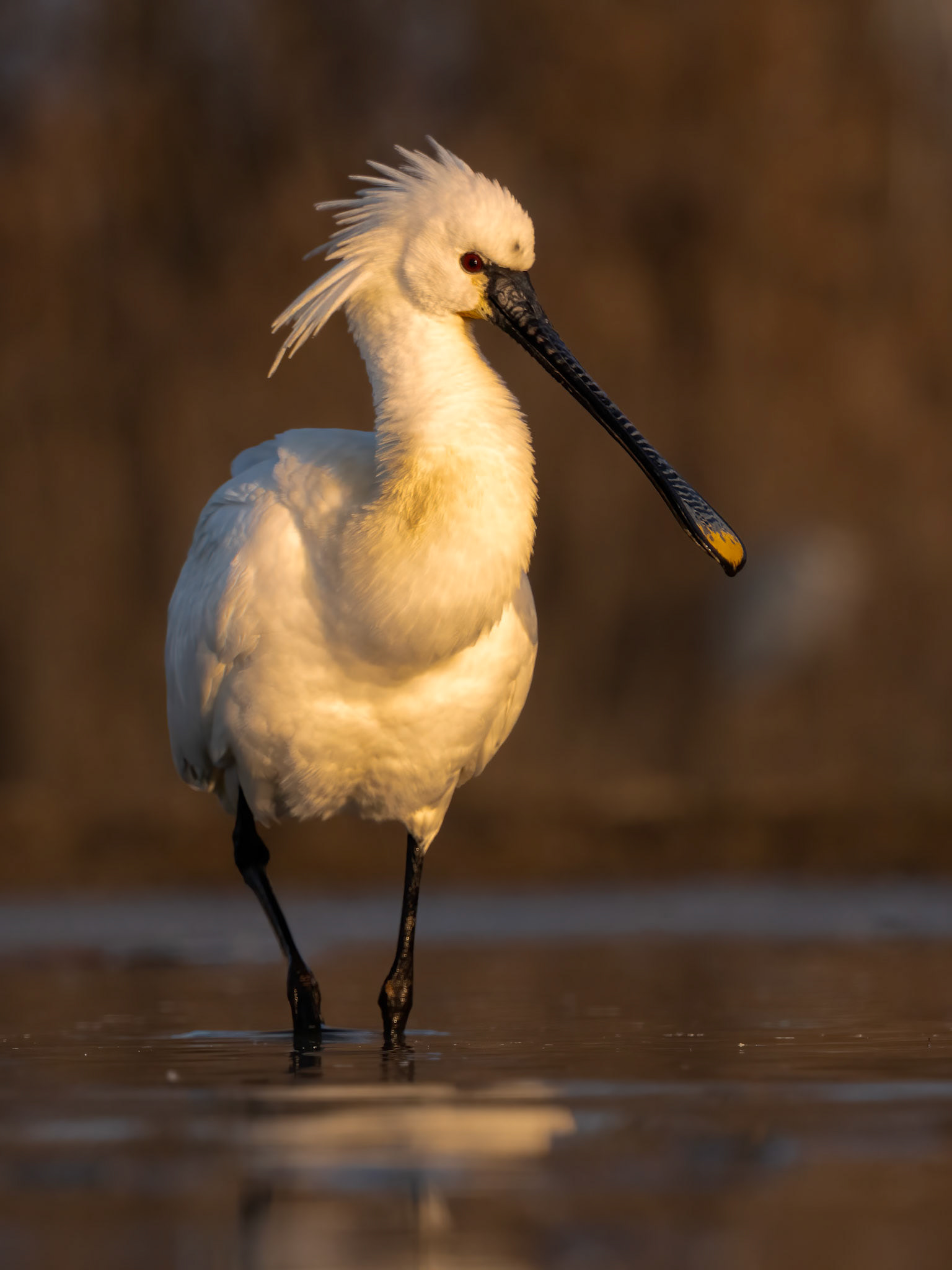 Eurasian Spoonbill