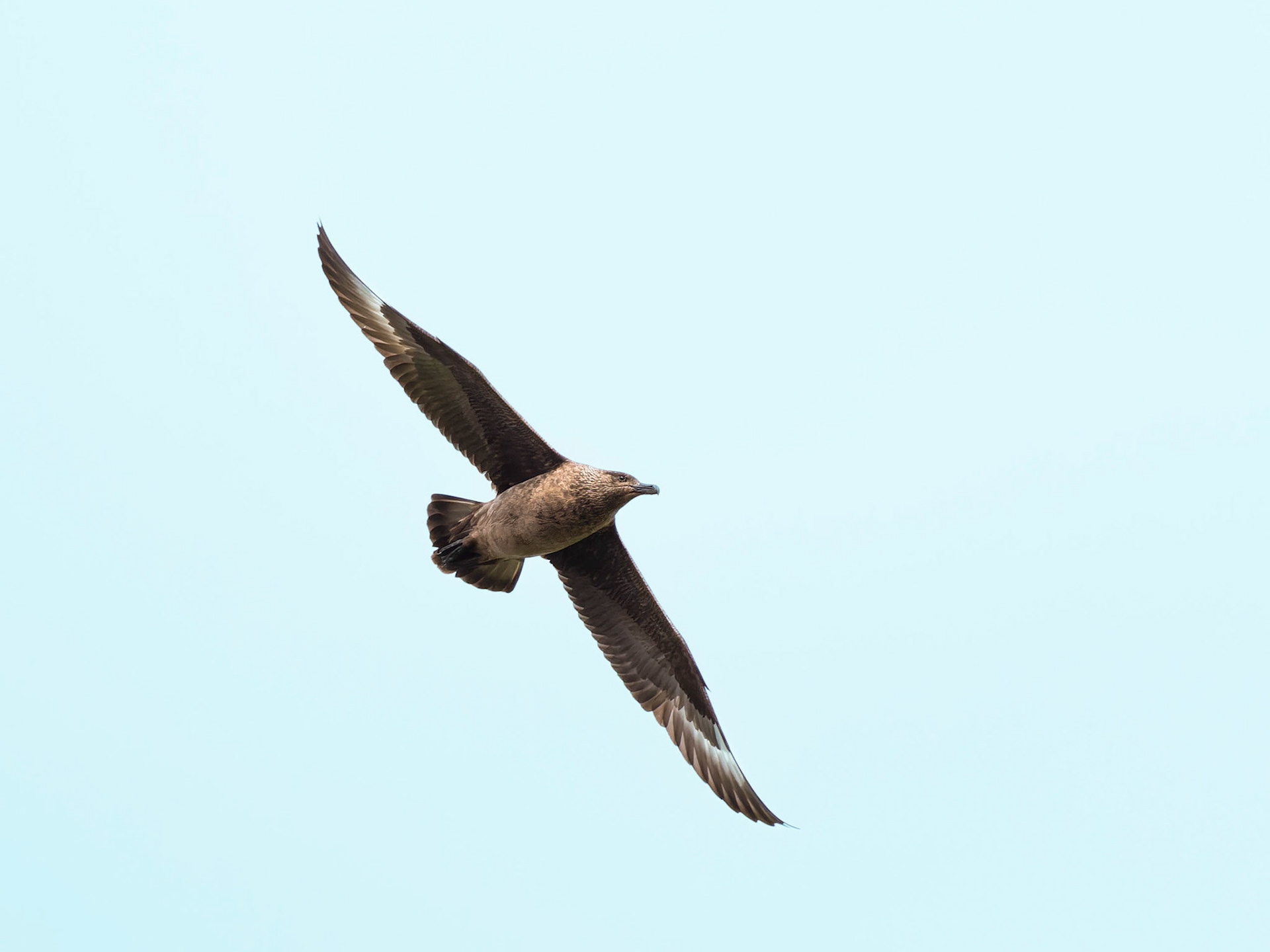 Great Skua aka Bonxie