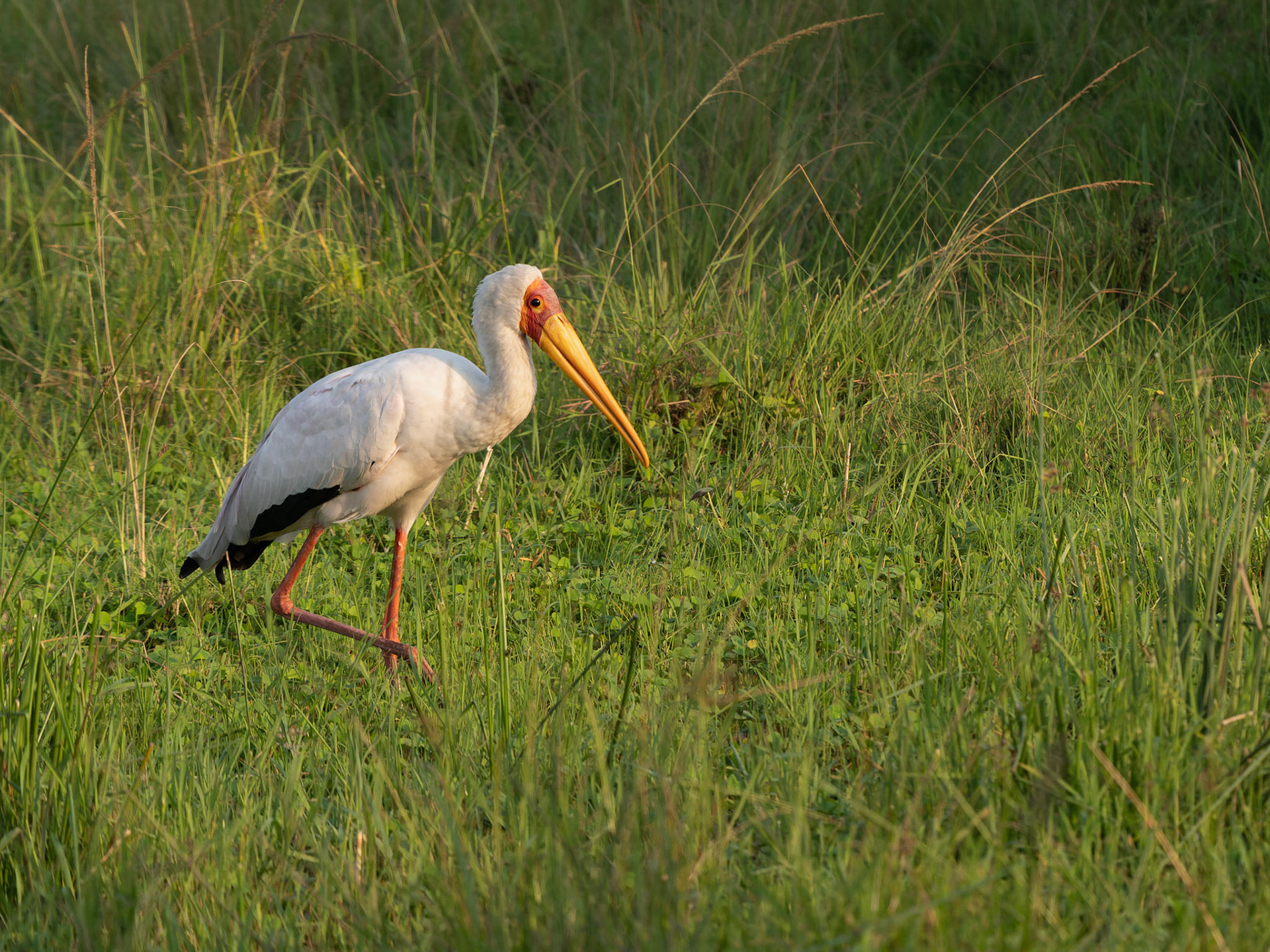 Yellow- billed Stork