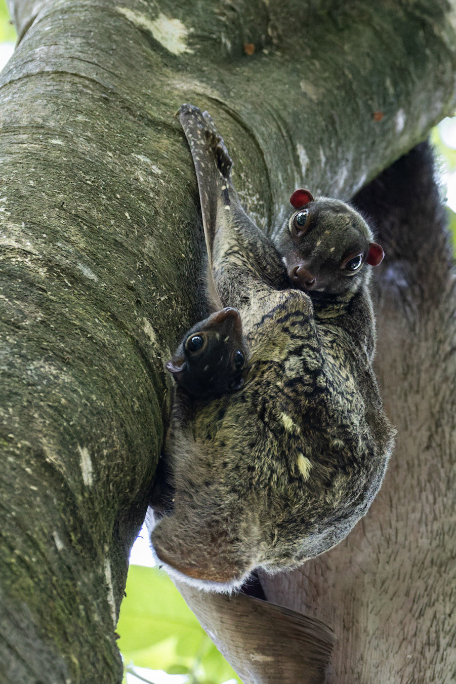 Sunda Colugo (Galeopterus variegates)