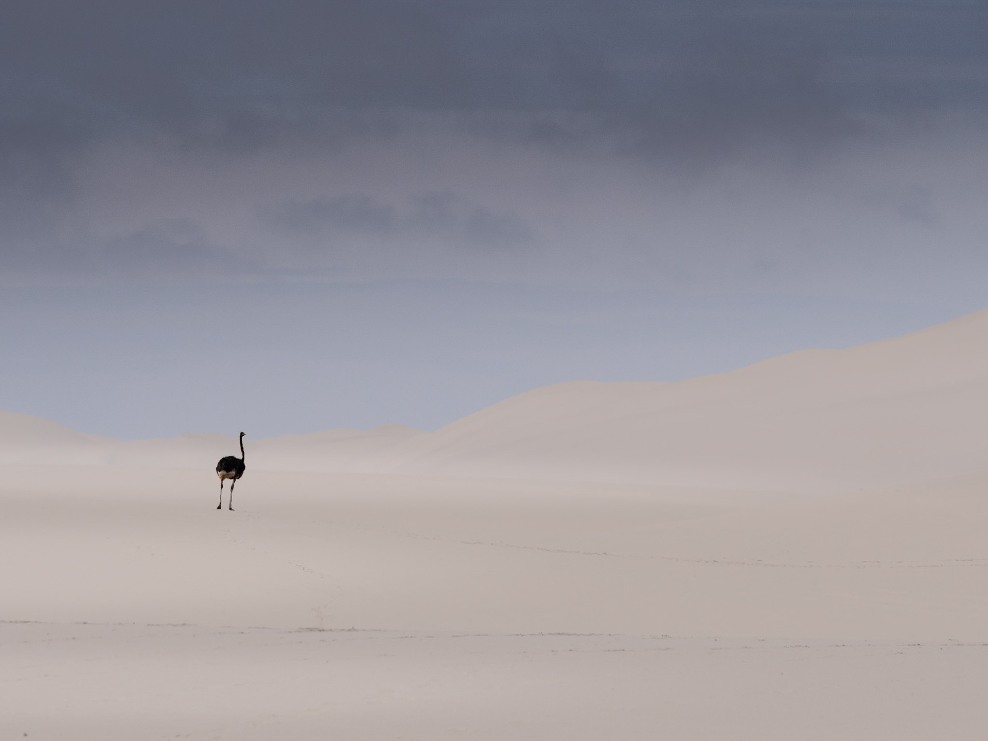 Ostrich on dunes