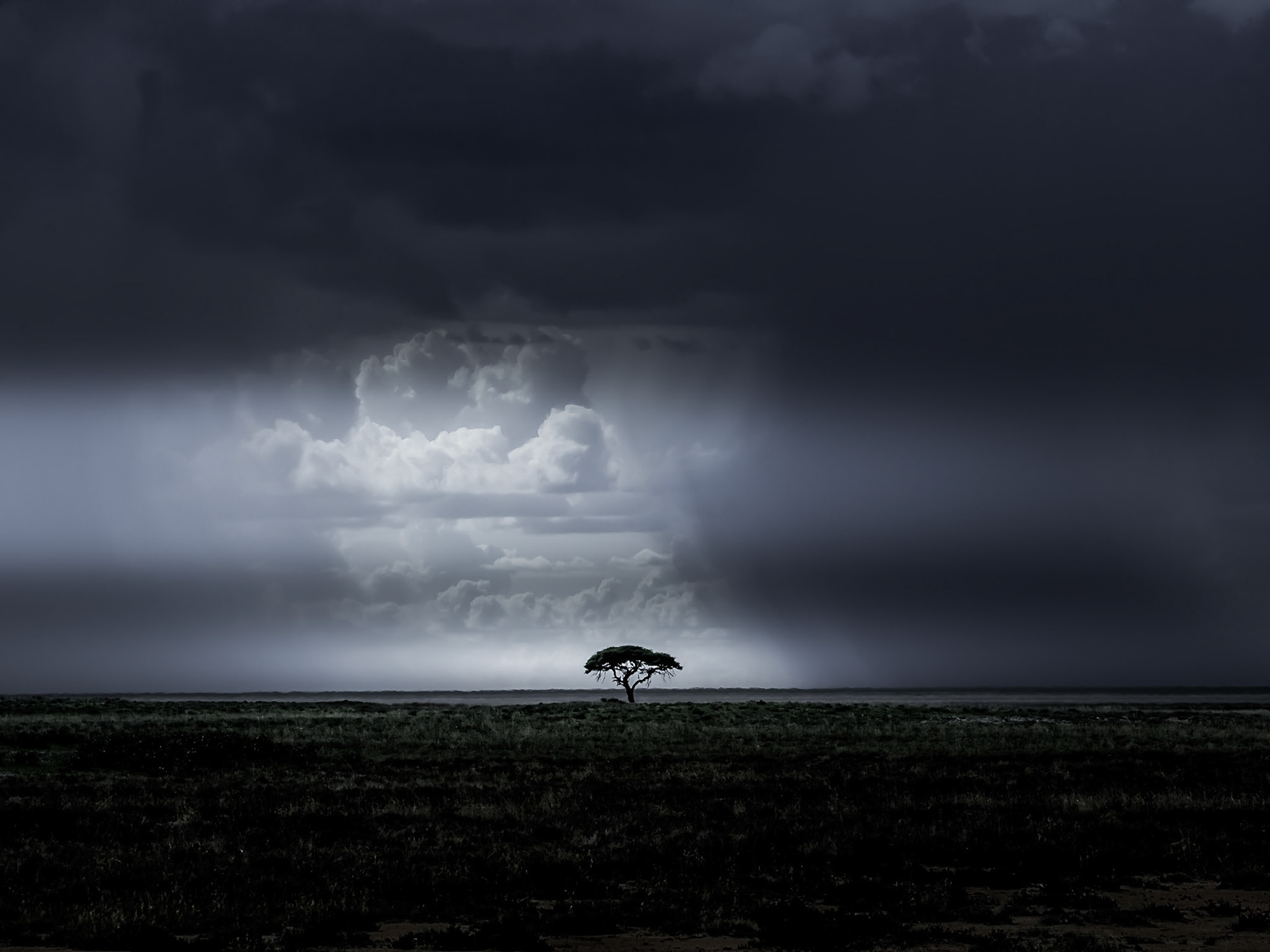 Tree and stormy sky