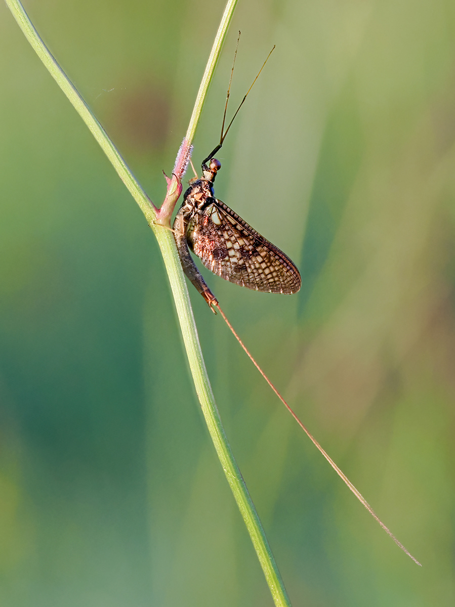 Mayfly