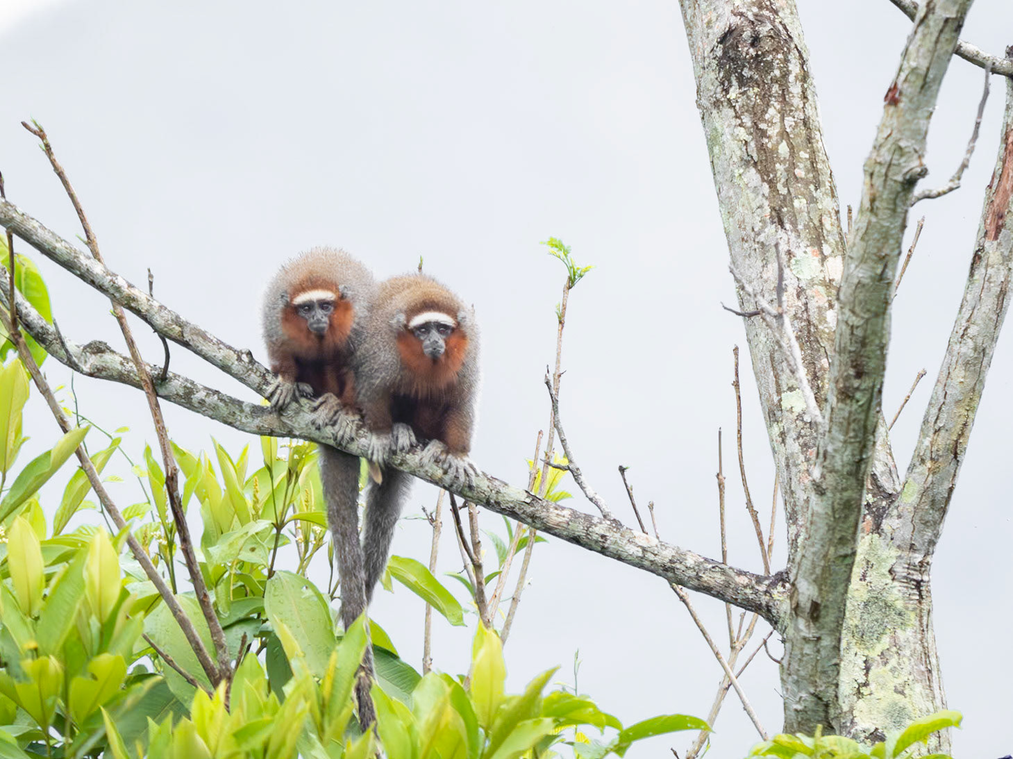 Ornate Titi Monkey