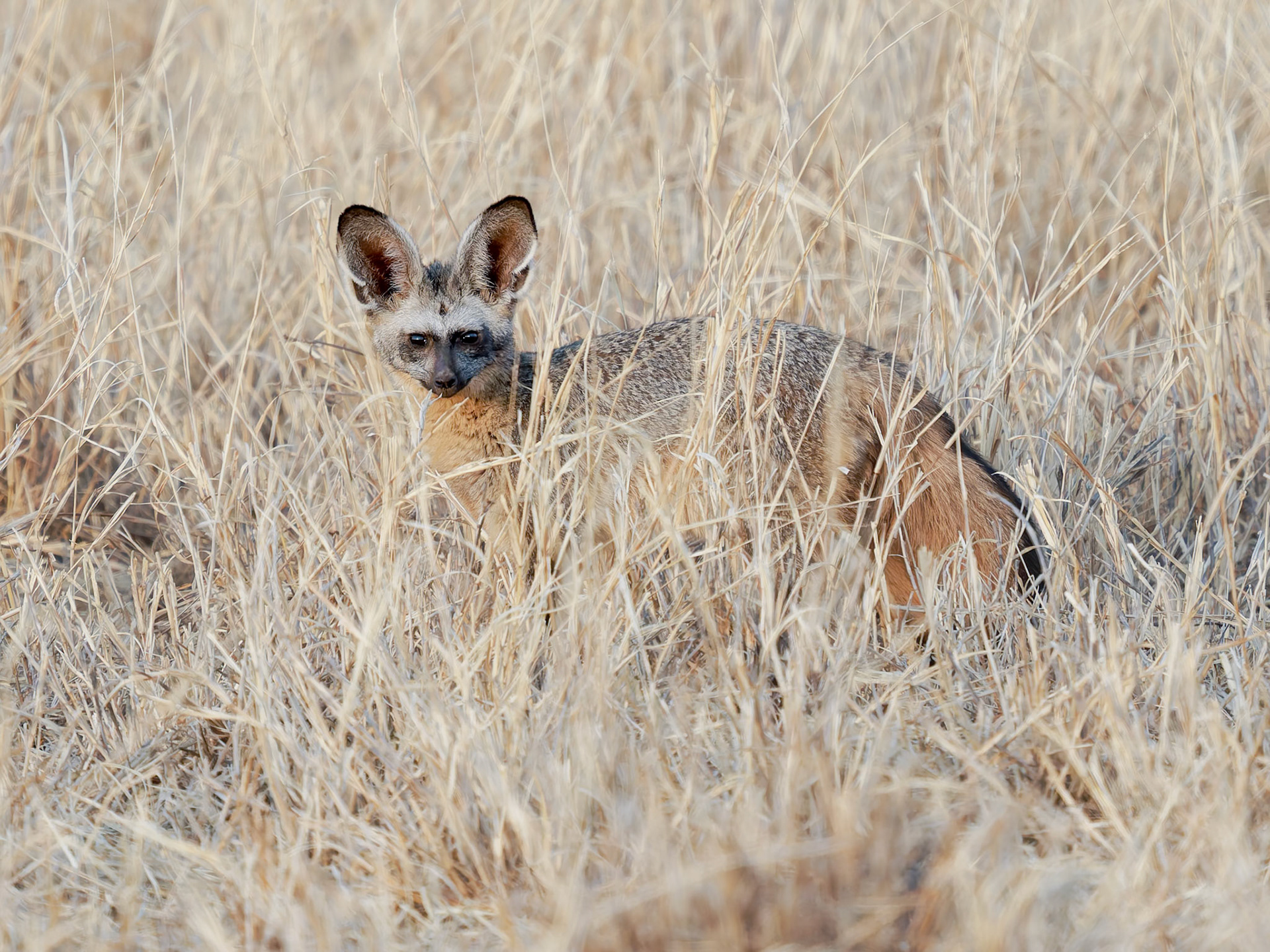Bat -eared Fox