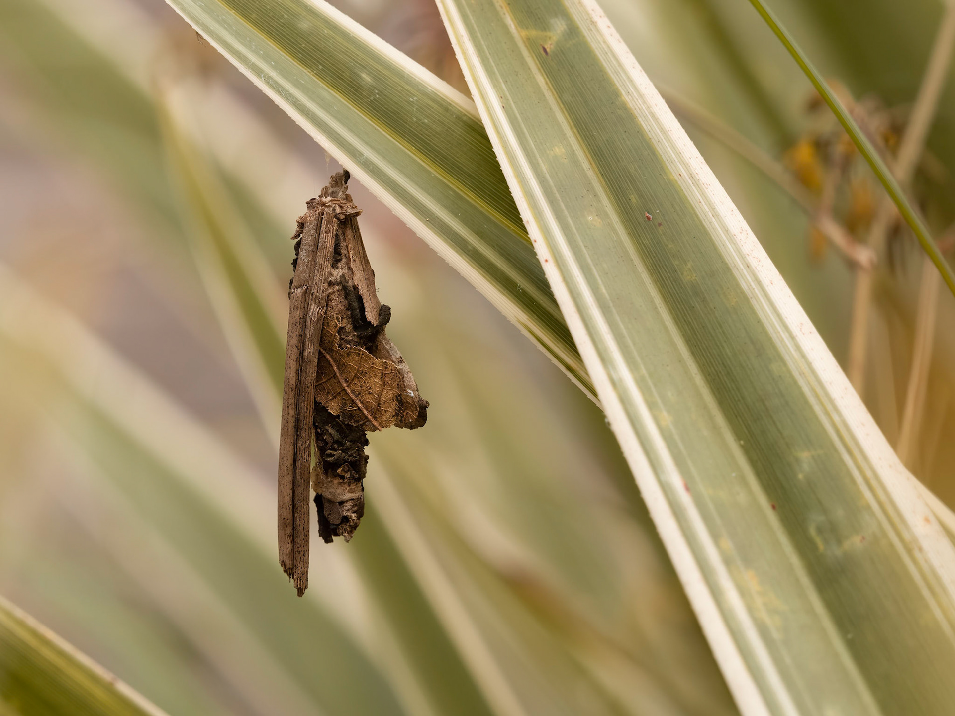 Unknown insect with camouflage