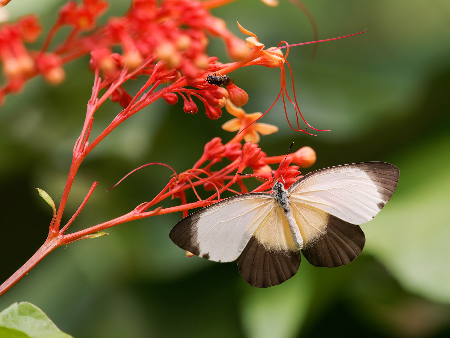 Common Dotted Border, Mylothris chloride, Pieridae family
