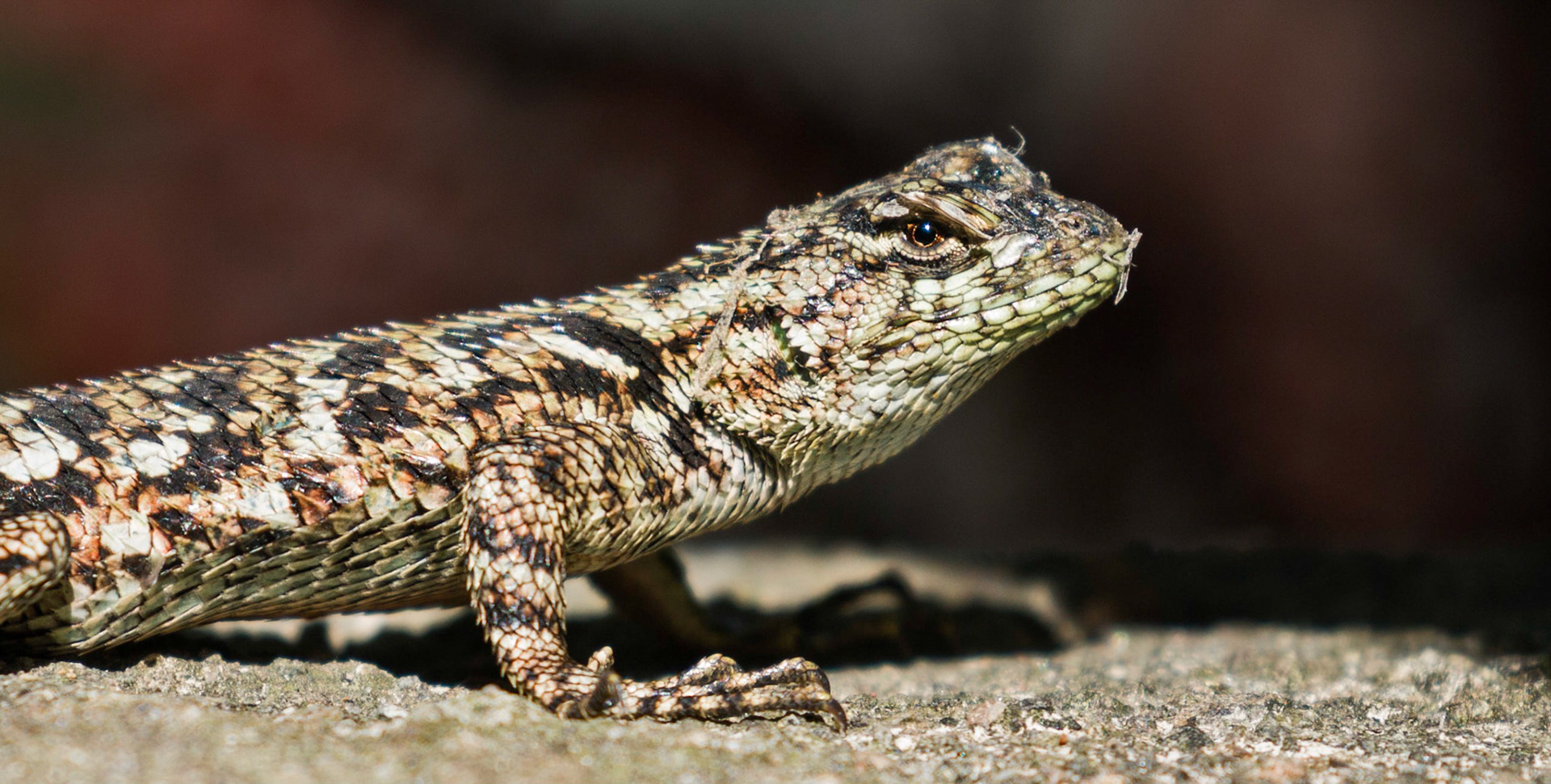 Green Spiny Lizard