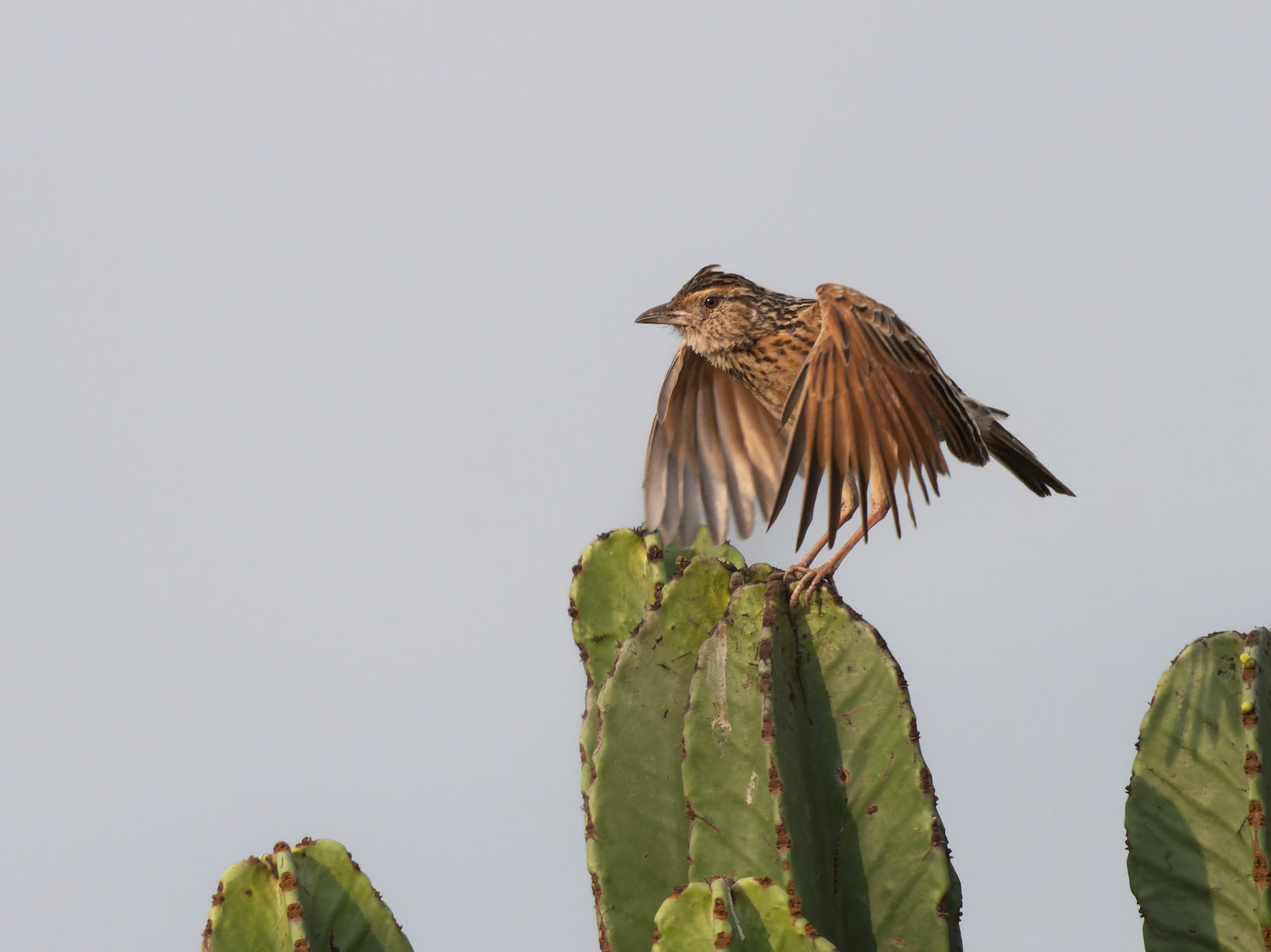 Rufous-naped Lark