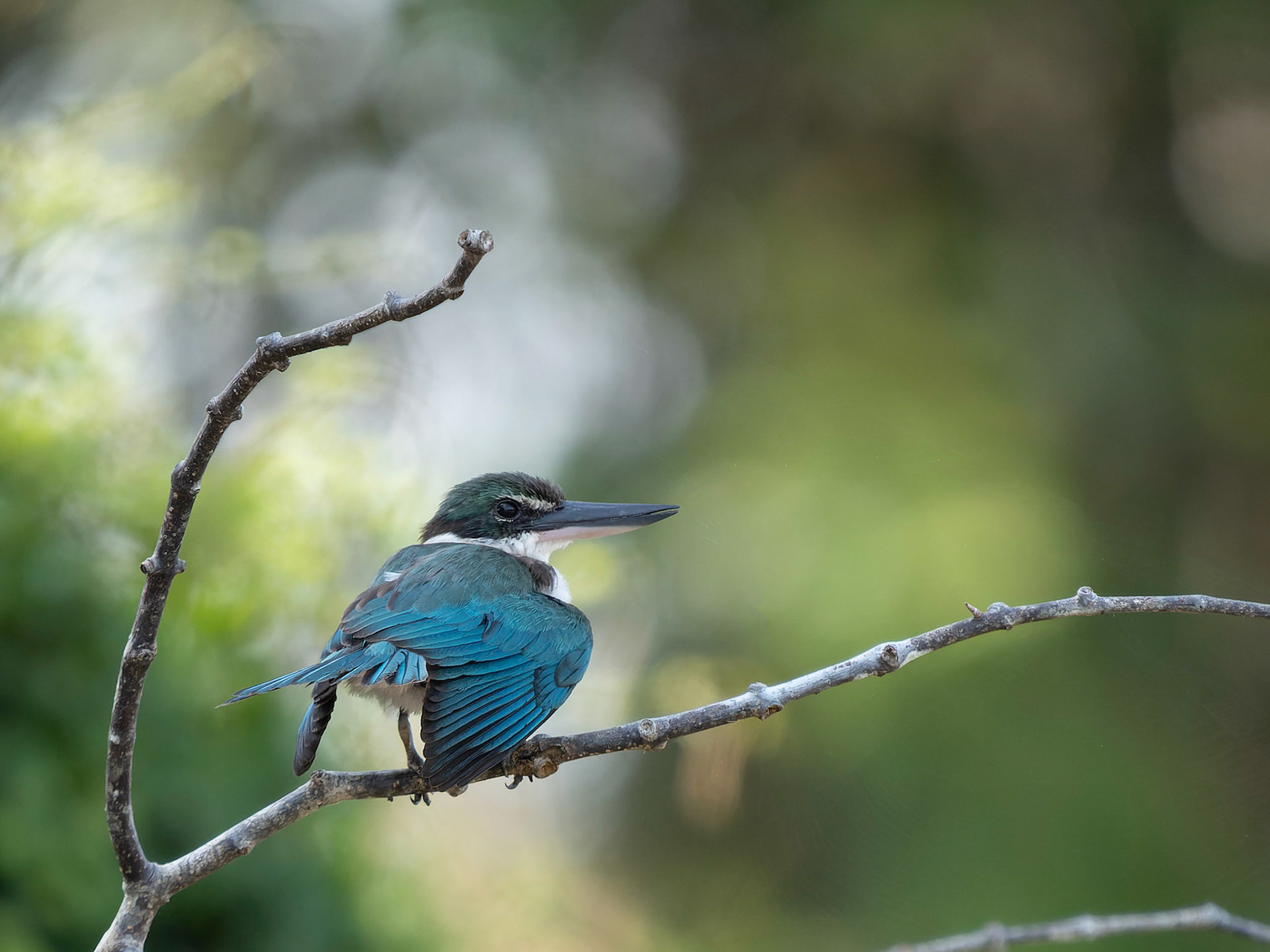 Collared Kingfisher