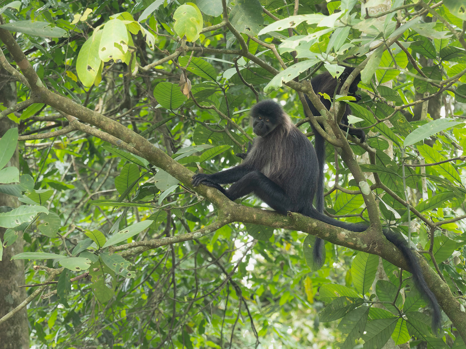 Ugandan Mangabey