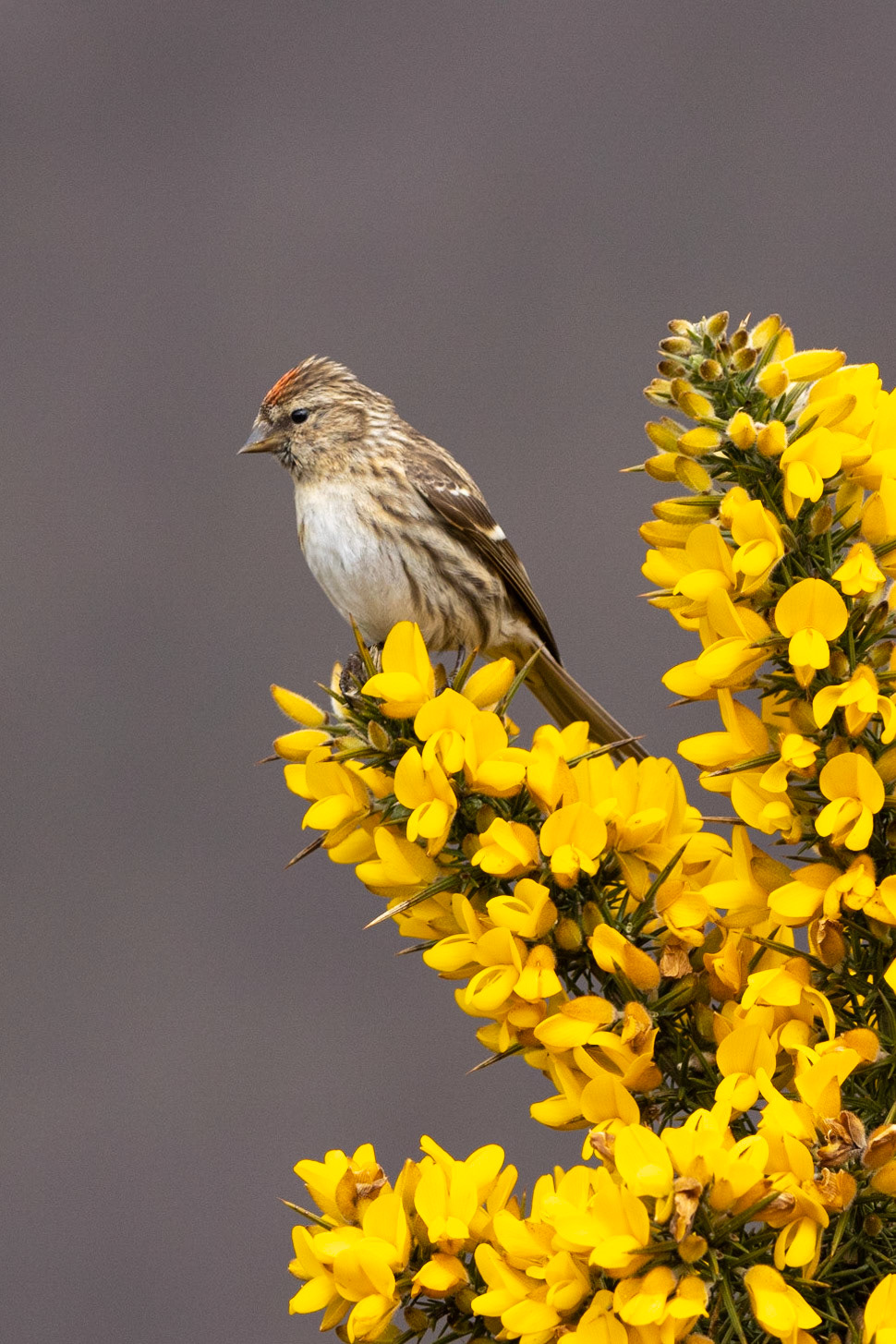 CommonRedpoll (Acanthis flammea)