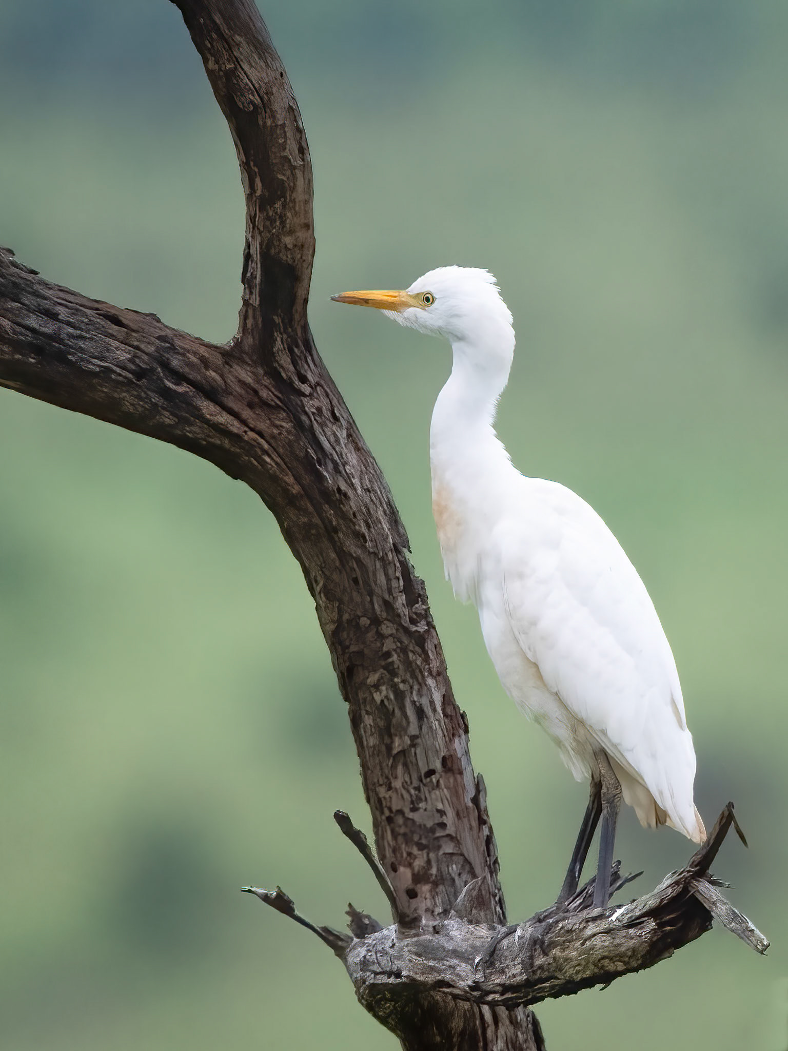 Cattle Egret