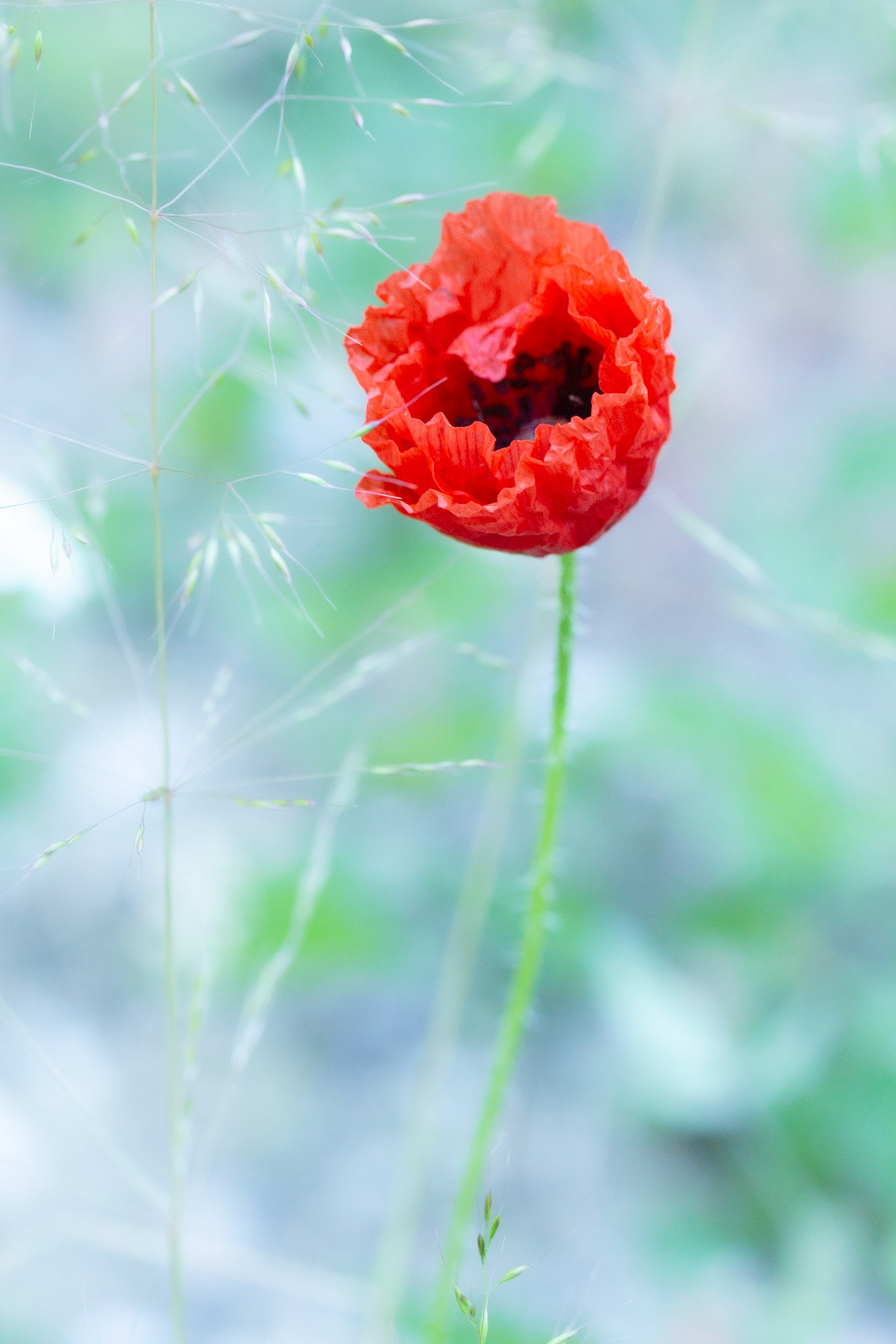 Poppy