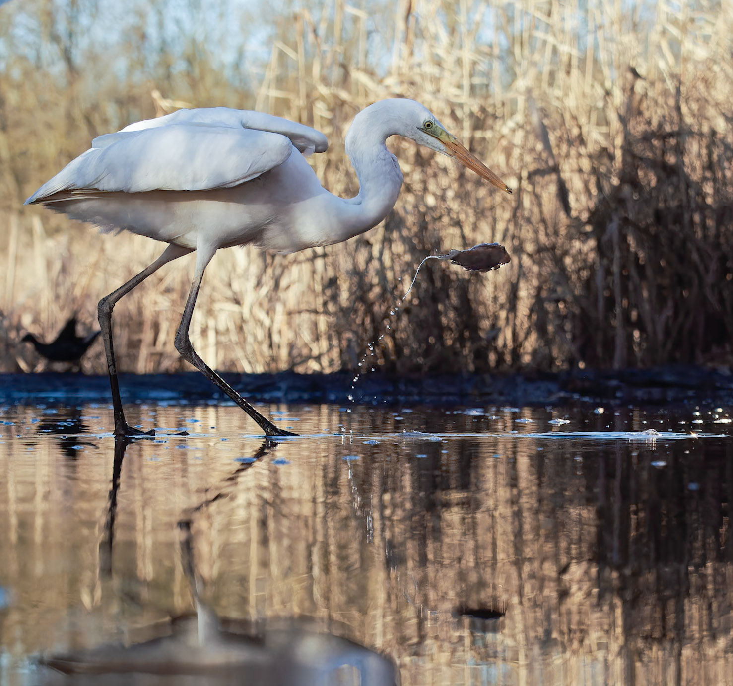 Egret, dropped fish.