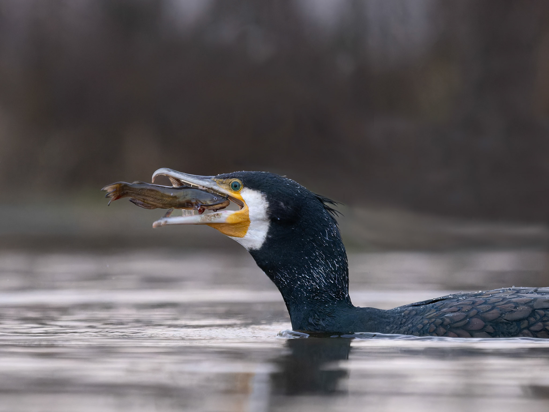 Cormorant with fish