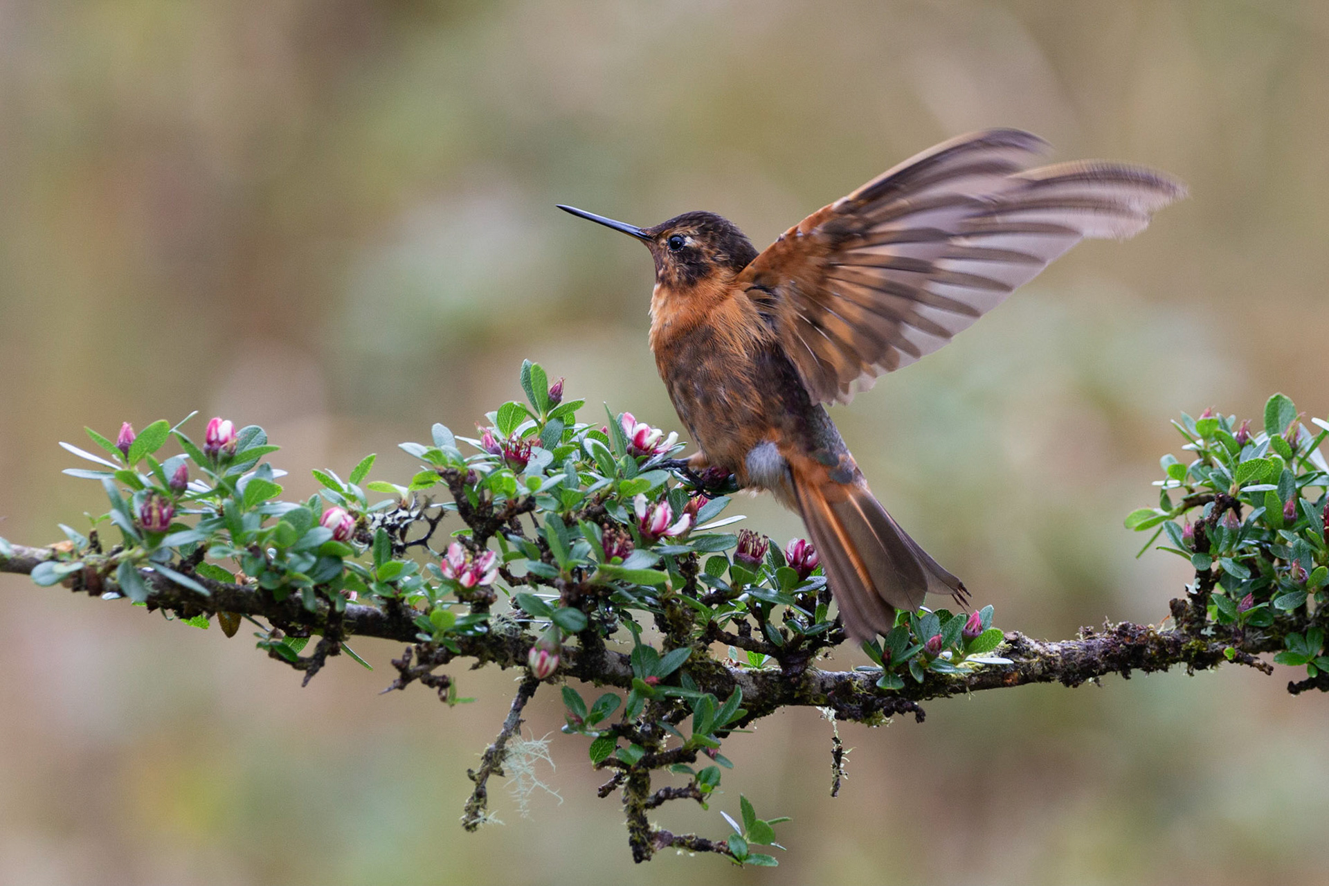 Shining Sunbeam Hummingbird
