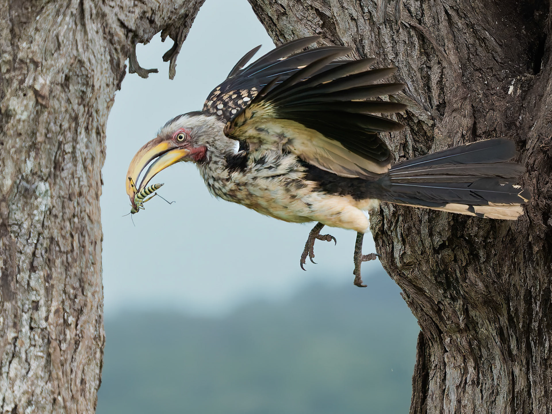 Yellow-billed Hornbill with prey