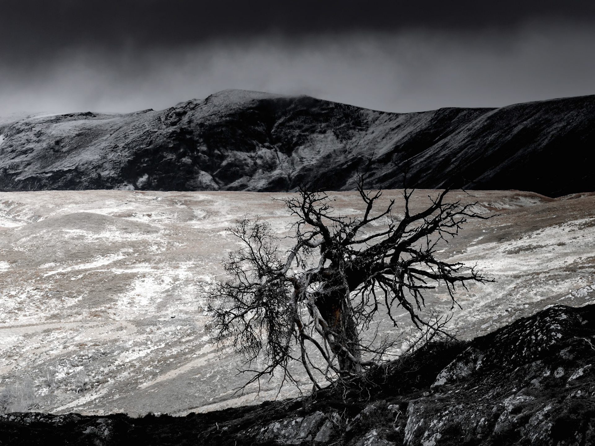Tree in Strathfarrah