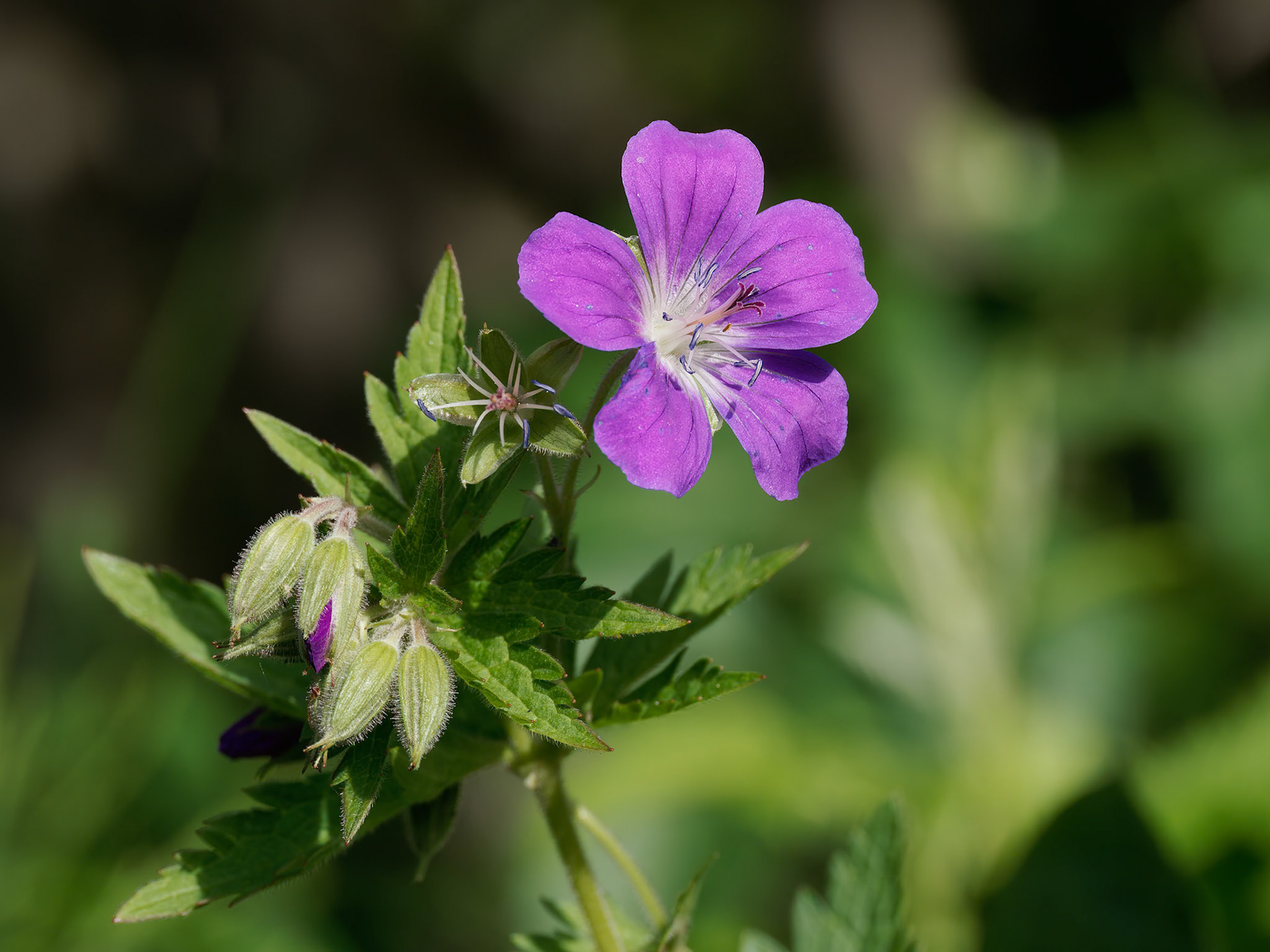 Wood Crane's-bill