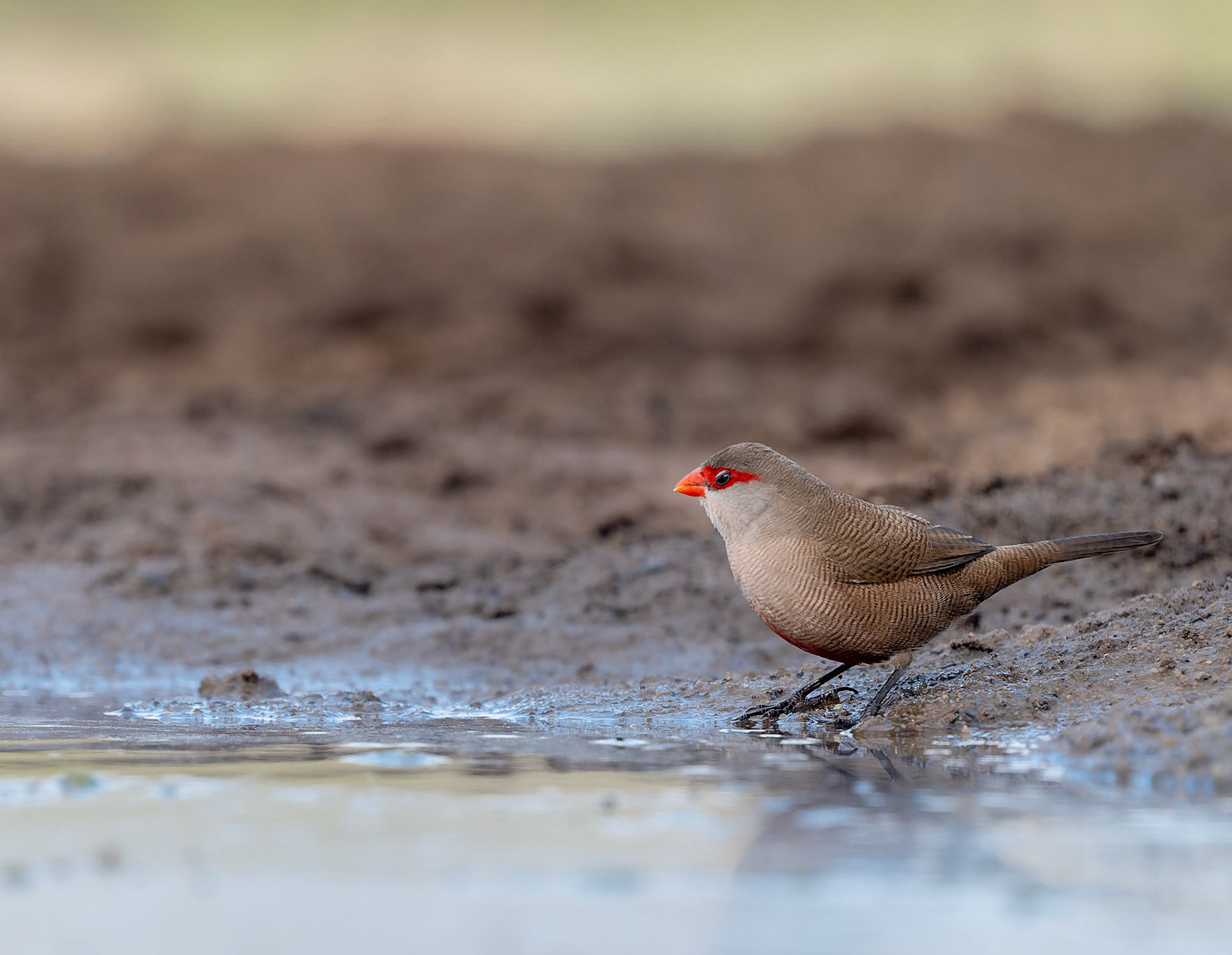 Common Waxbill (Estrilda Astrild)