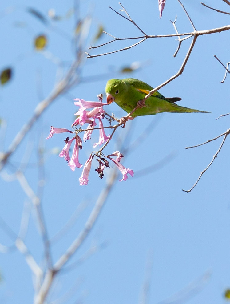 Yellow Chevroned Parakeet