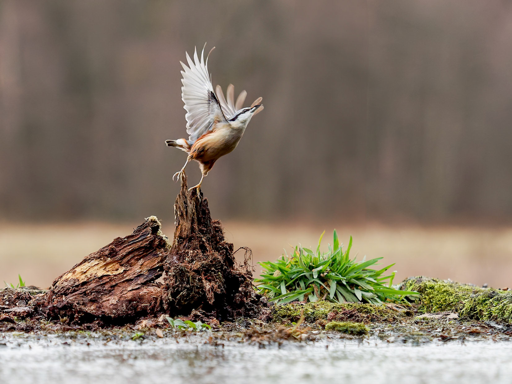 Nuthatch taking off