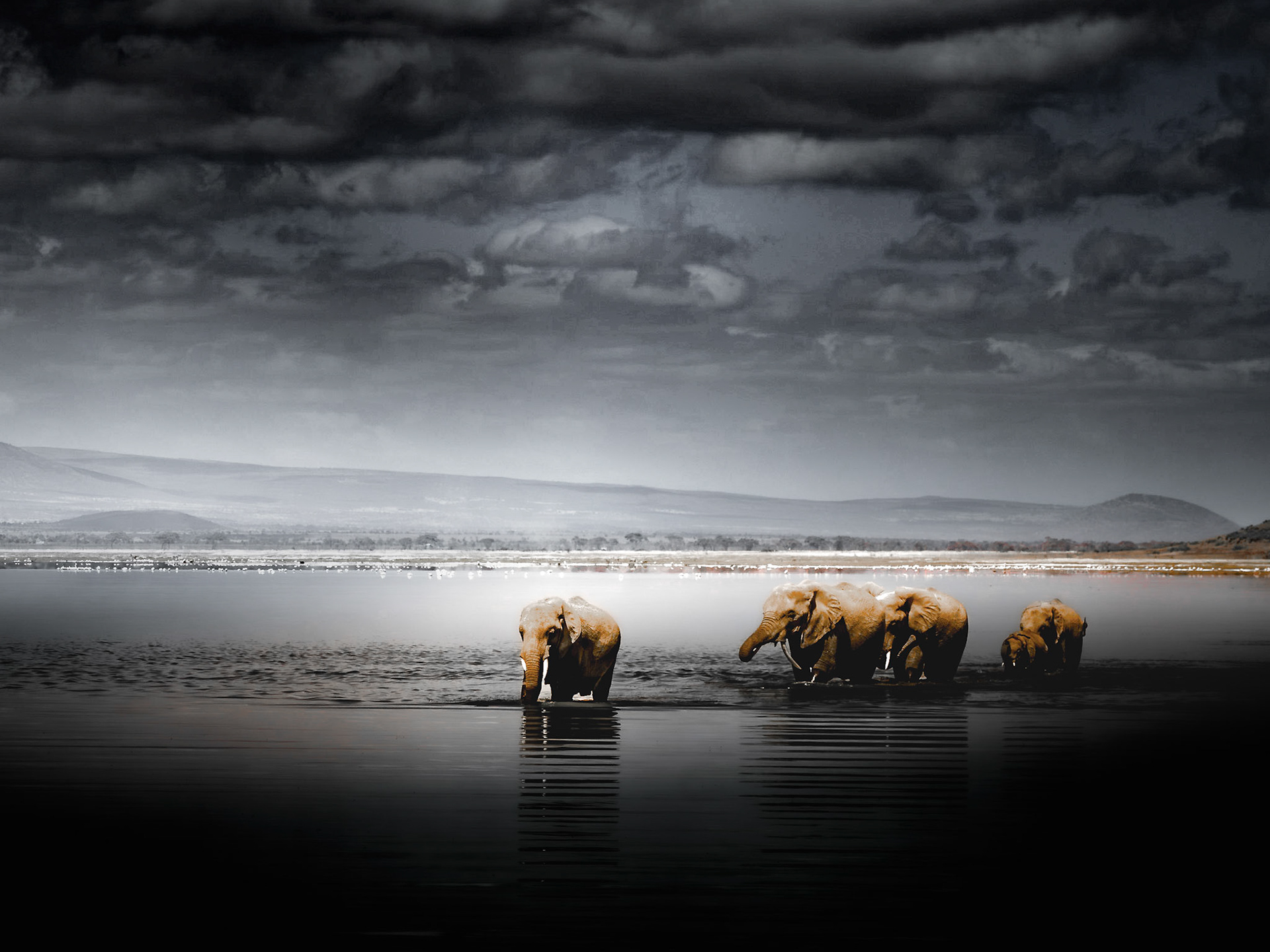 Elephants crossing the swamp