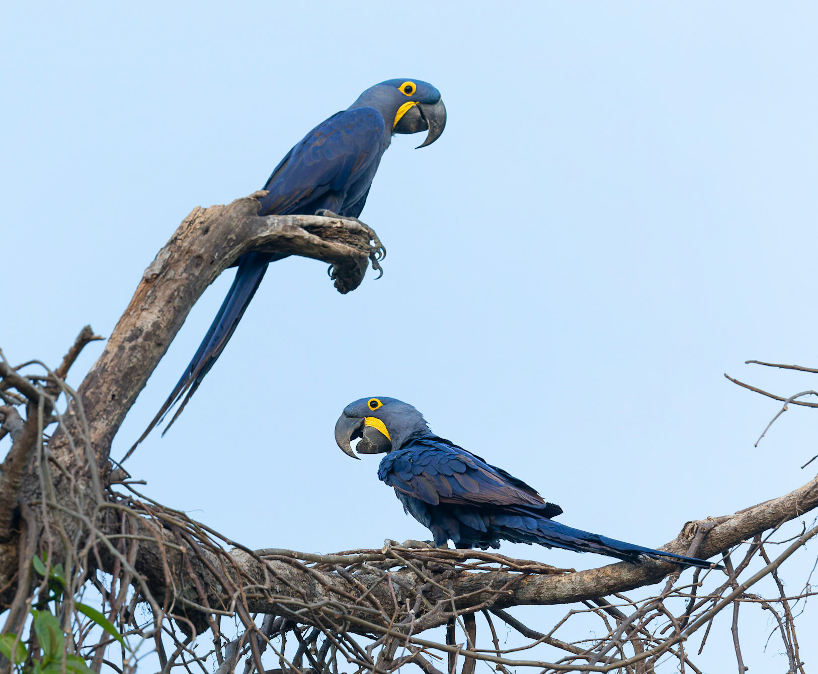 Hyacinth Macaw