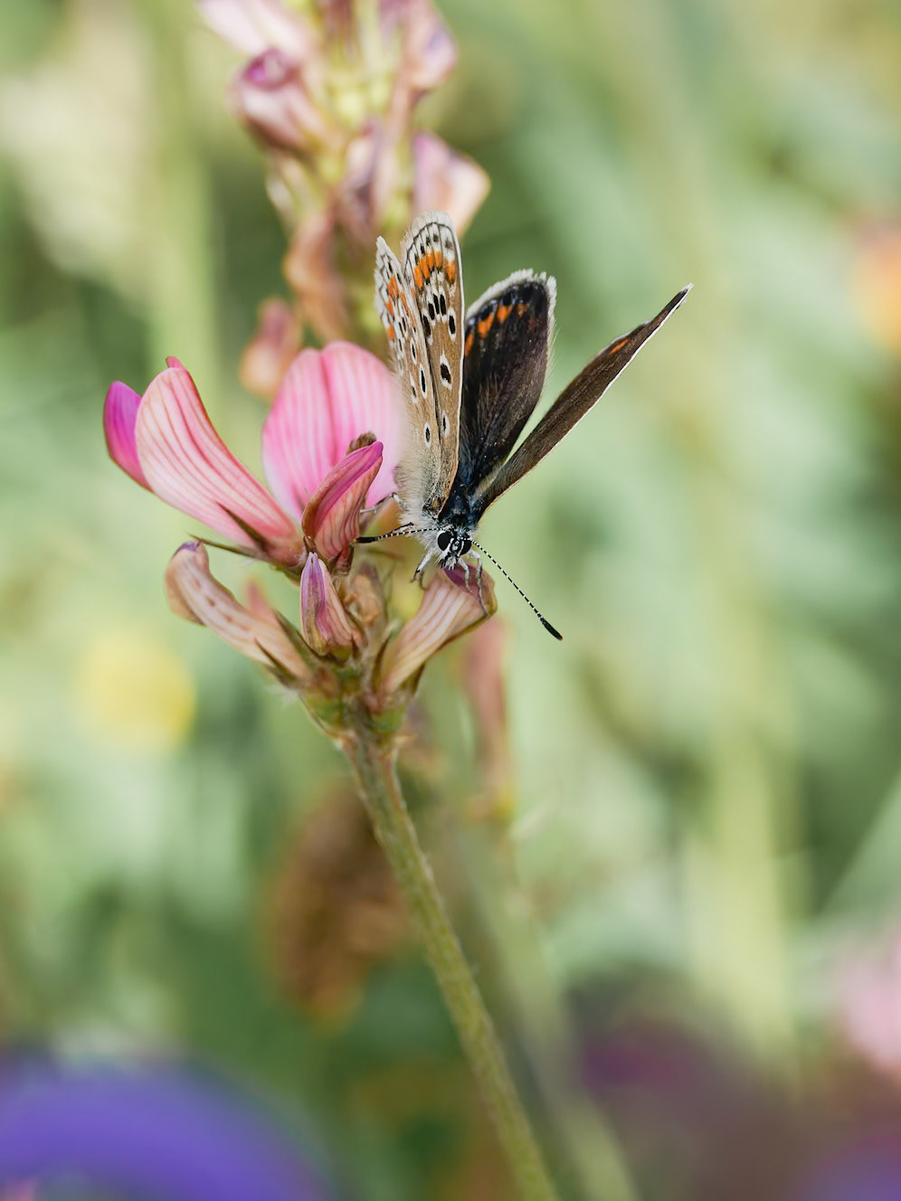 Common Blue Butterfly