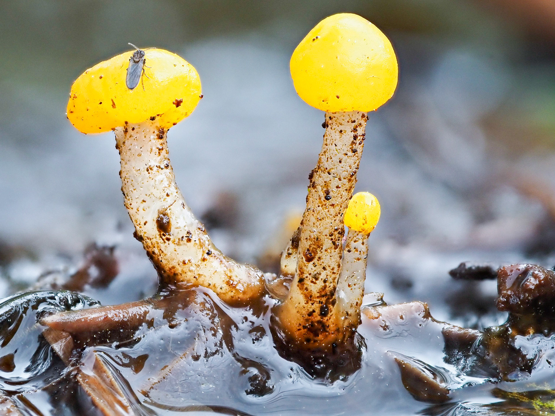 Bog Beacon (about 20mm tall)