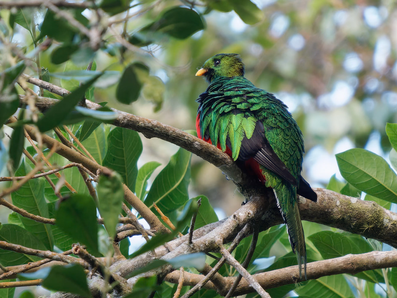 White-tipped Quetzal