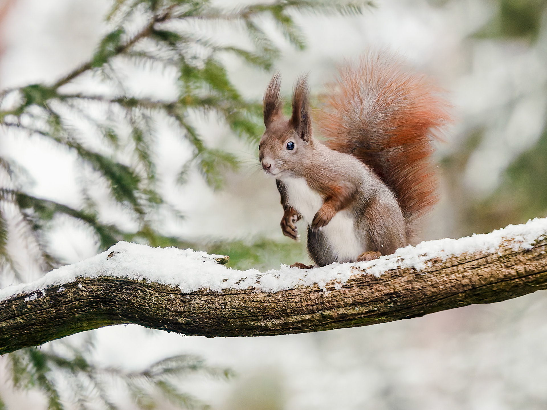 Red Squirrel in the snow